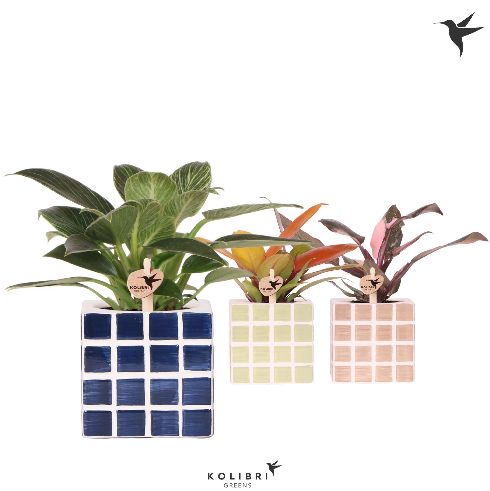 Kolibri Greens Philodendron mix in Mosa pot blue mix, D 9 cm