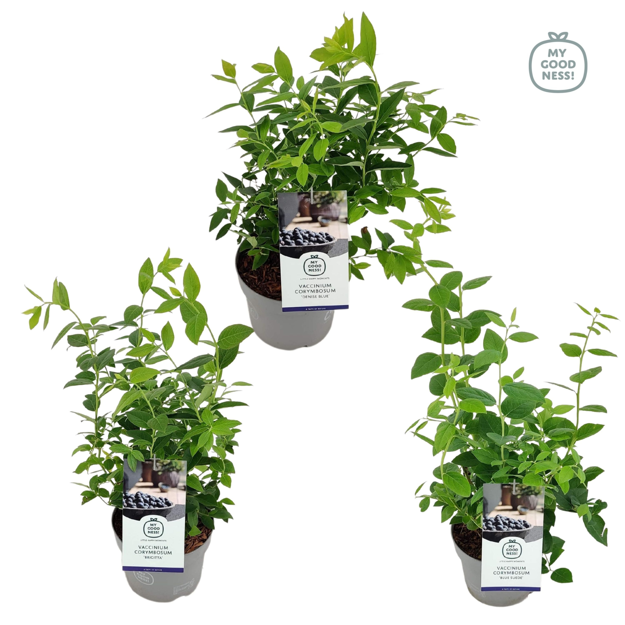 Vaccinium 20cm /2 liter 'Mix CC', D 17 cm