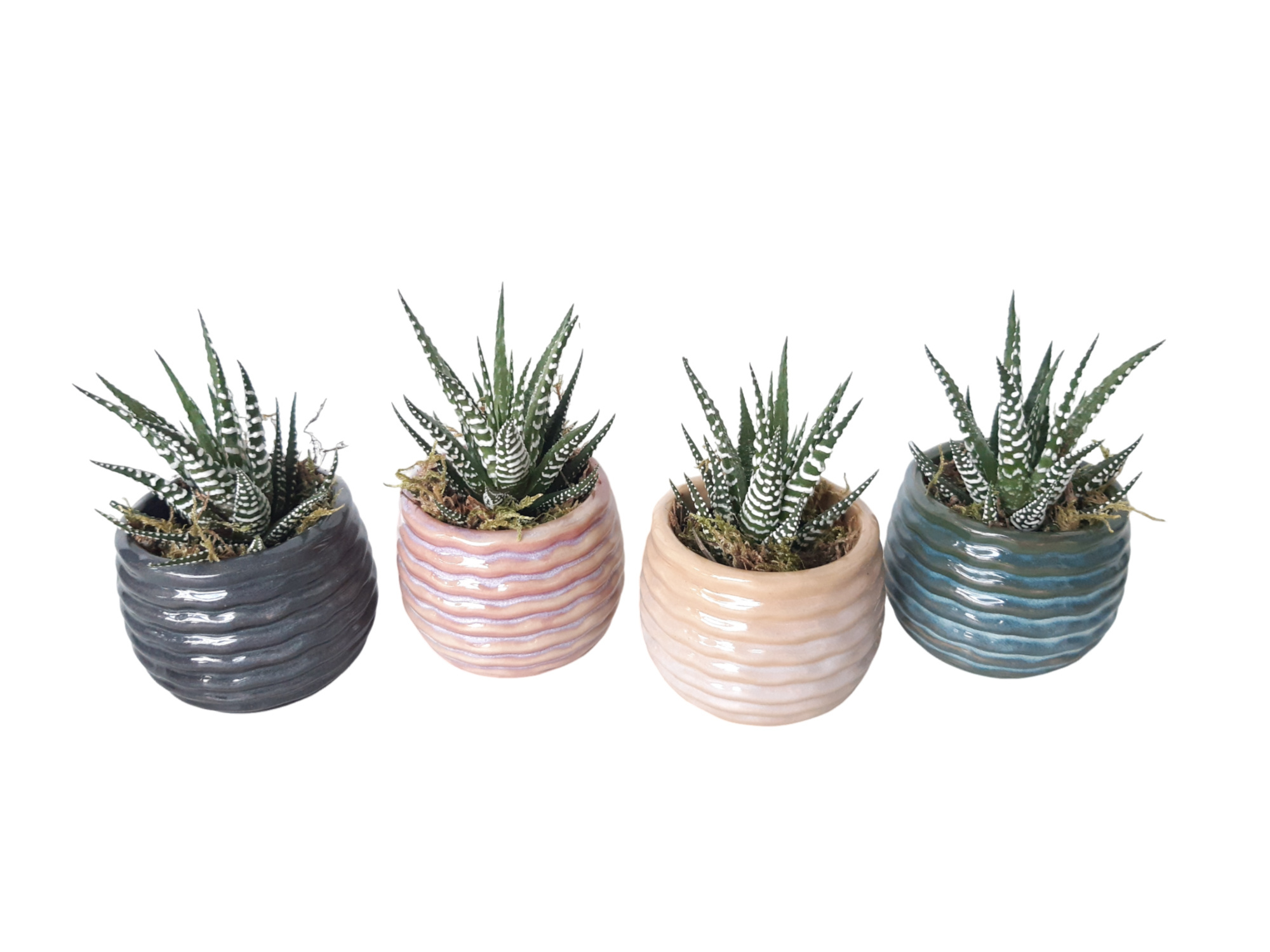 RP8HBB Rise Pot Klein mini Haworthia, D 8 cm