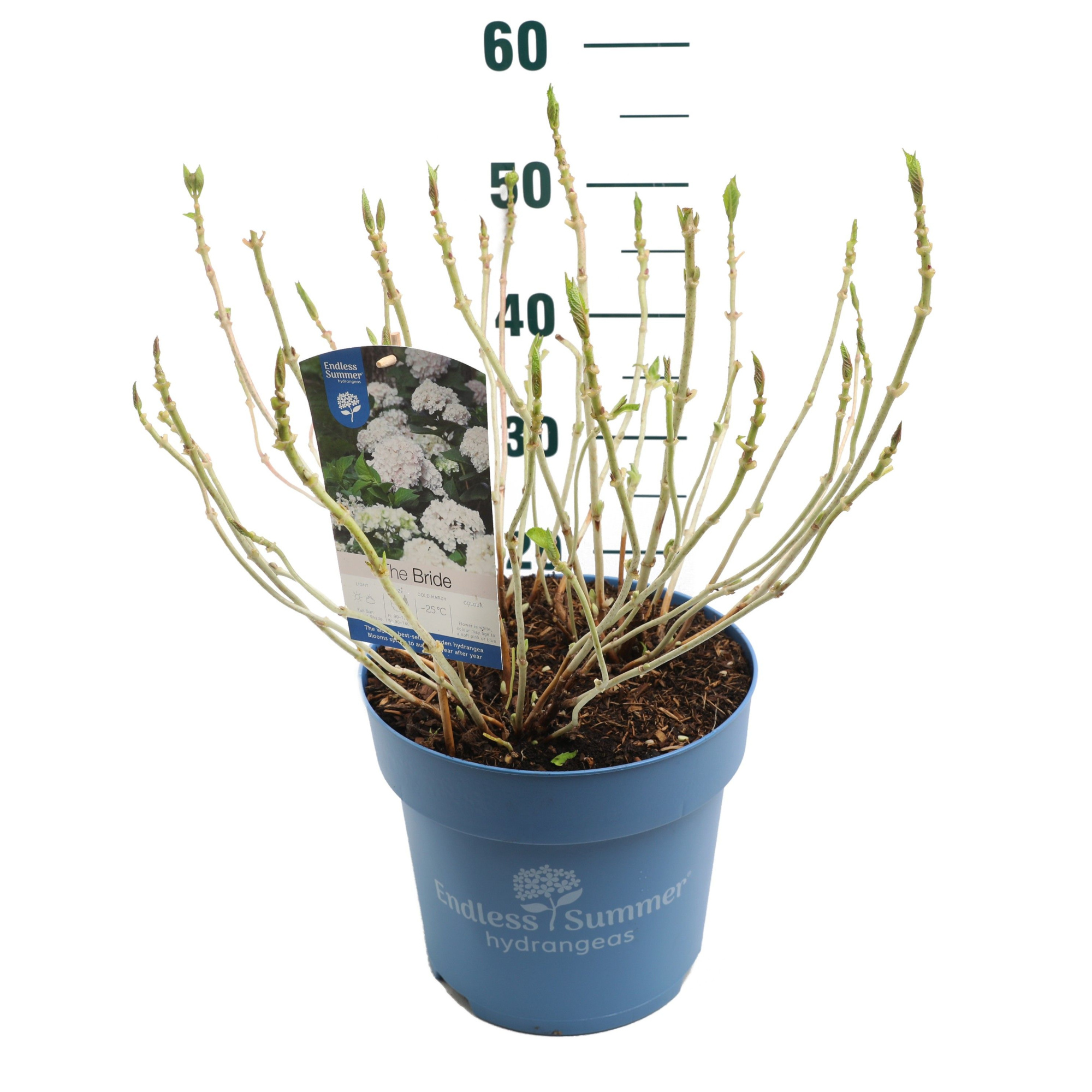 Hydrangea 'The Bride White' - P27 - Endless Summer, D 27