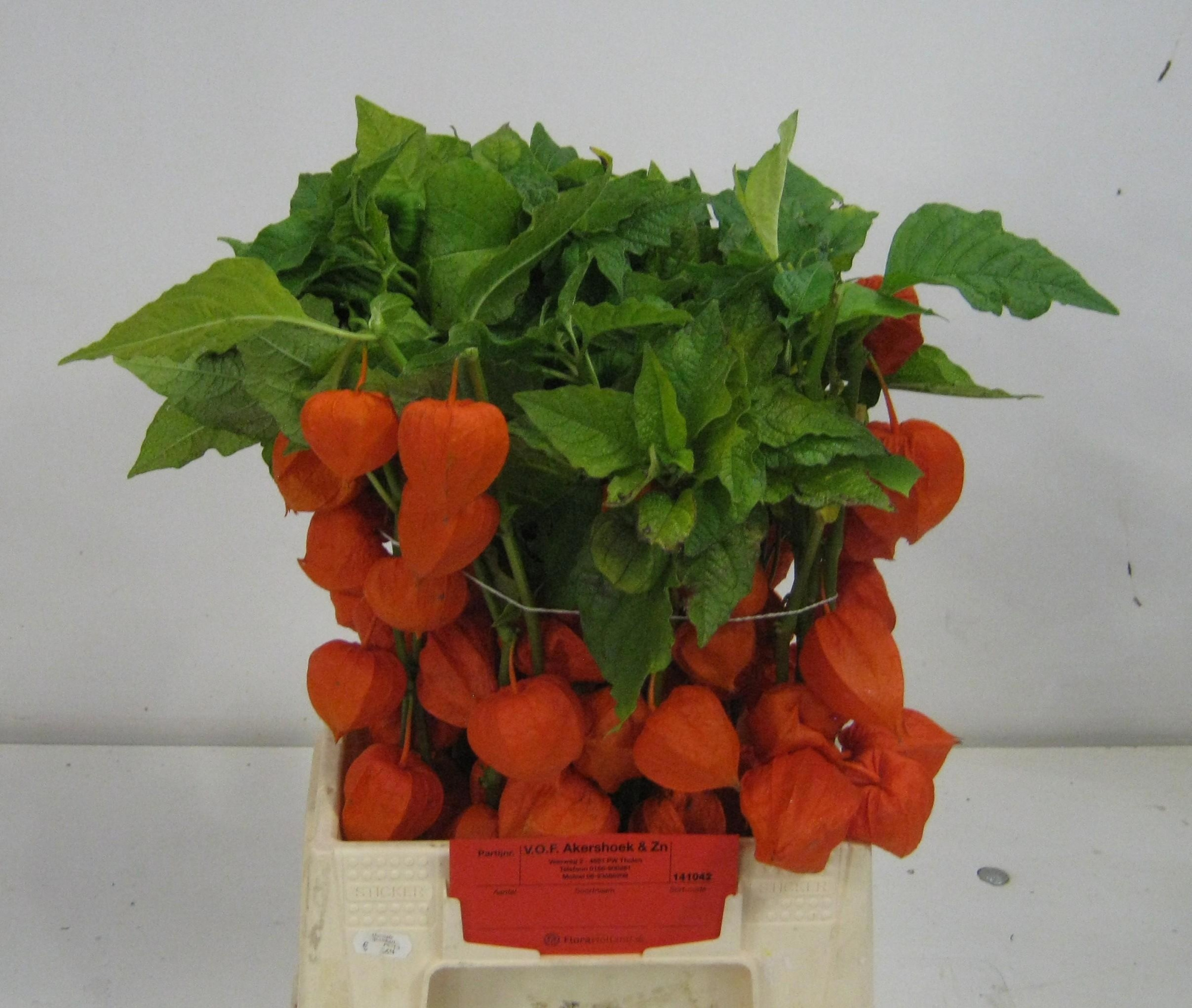 Физалис Лампион за ветку 50, шт.