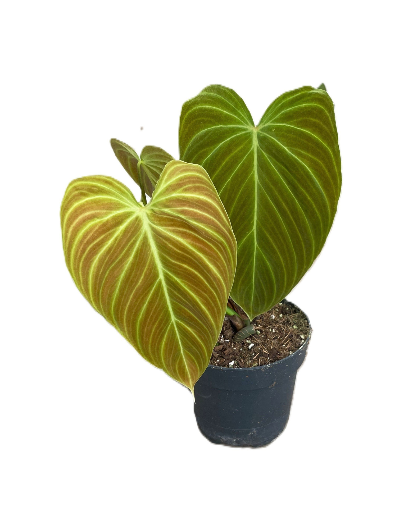 Philodendron 'Splendid', D 12 cm