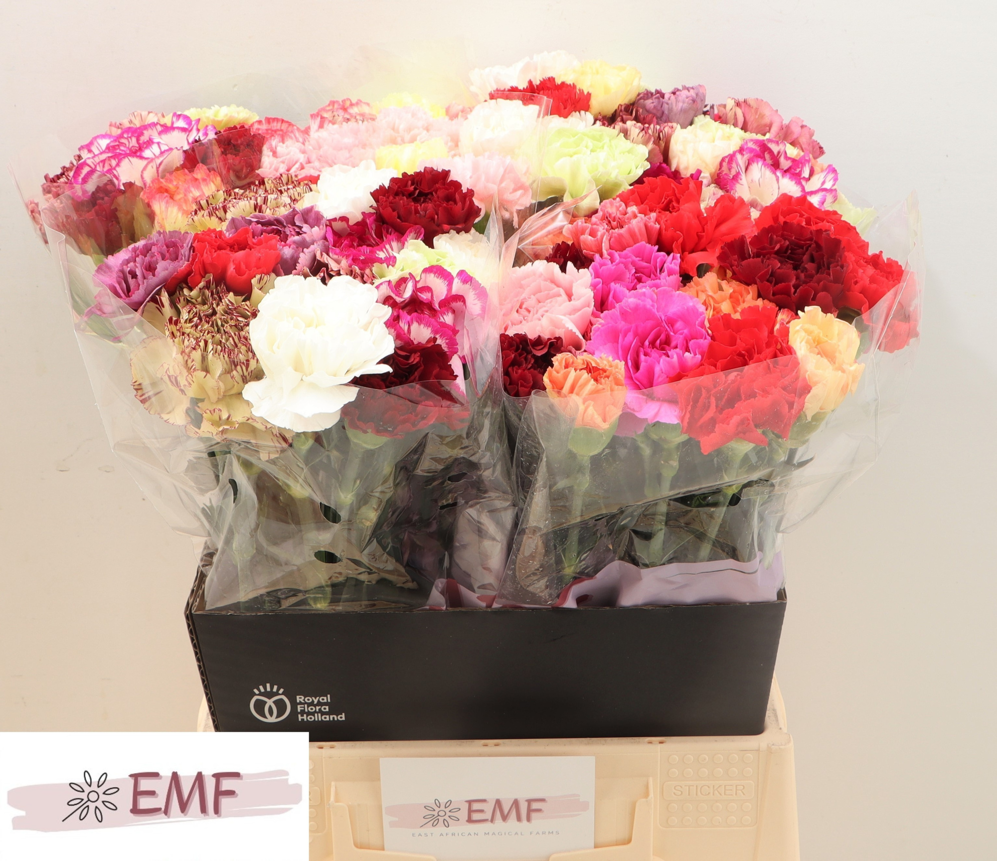 Диантус од. Микс в пачке, шт.