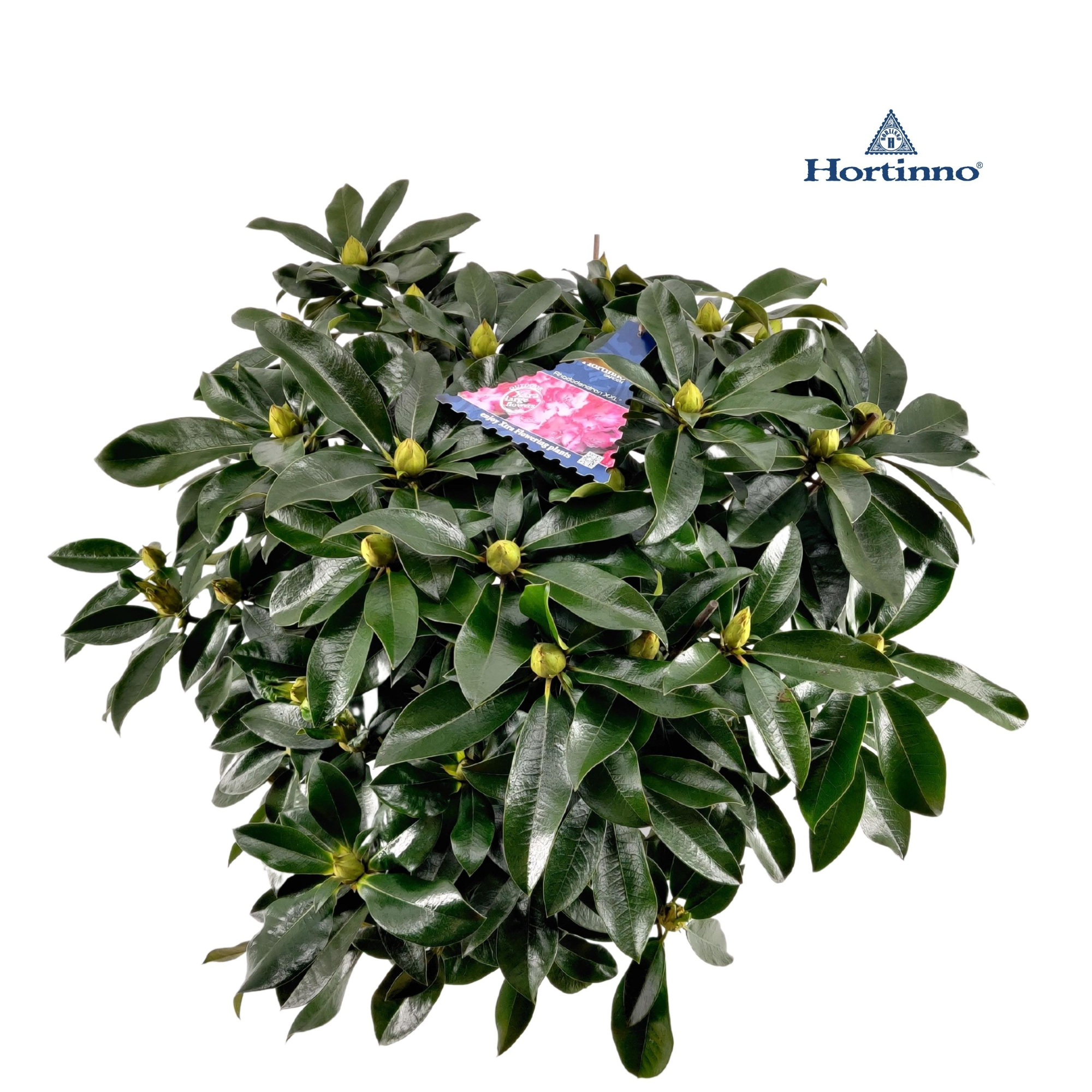 Rhododendron 70-80/15 liter 'XXL', D 34 cm