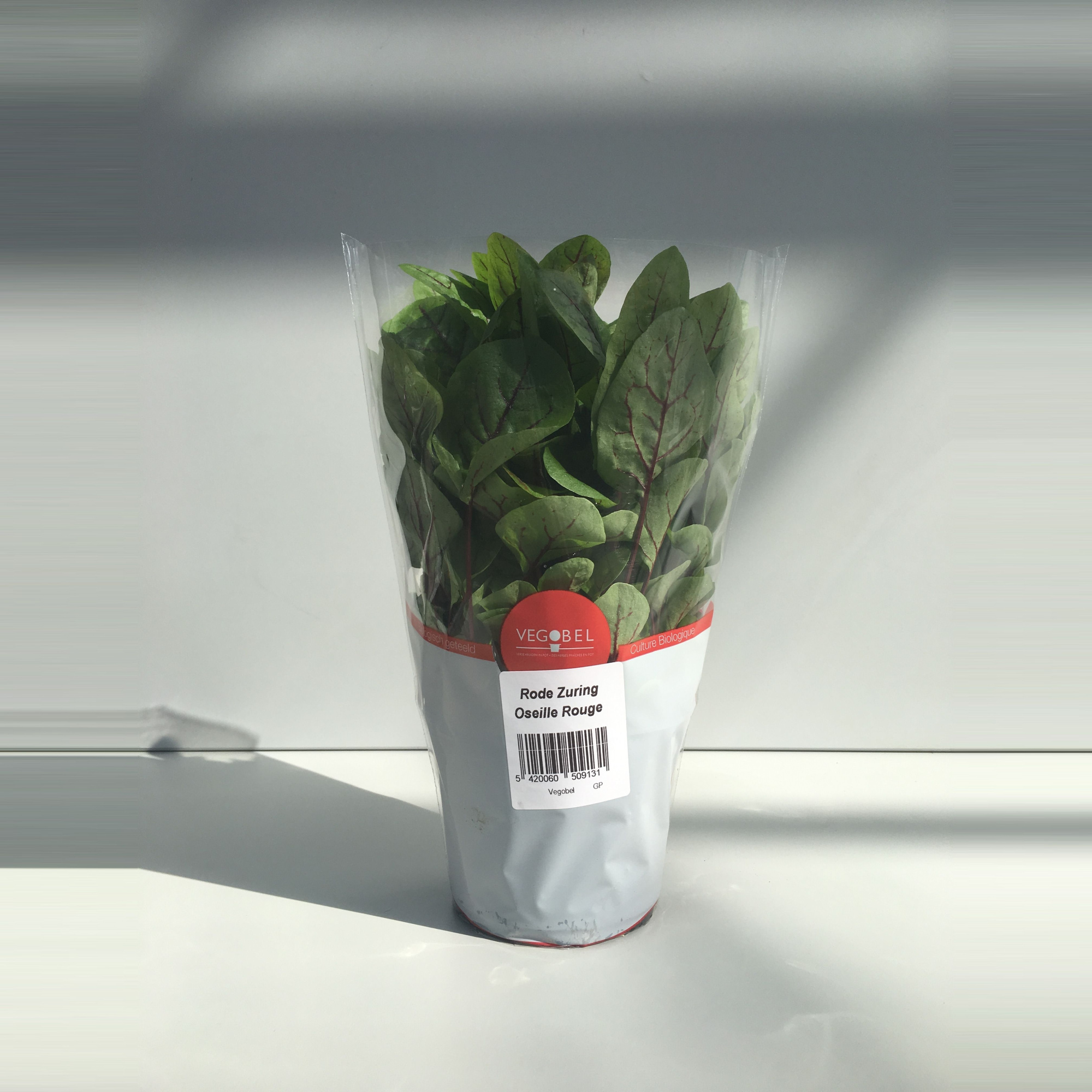 Zuring Rood P12, D 12 cm