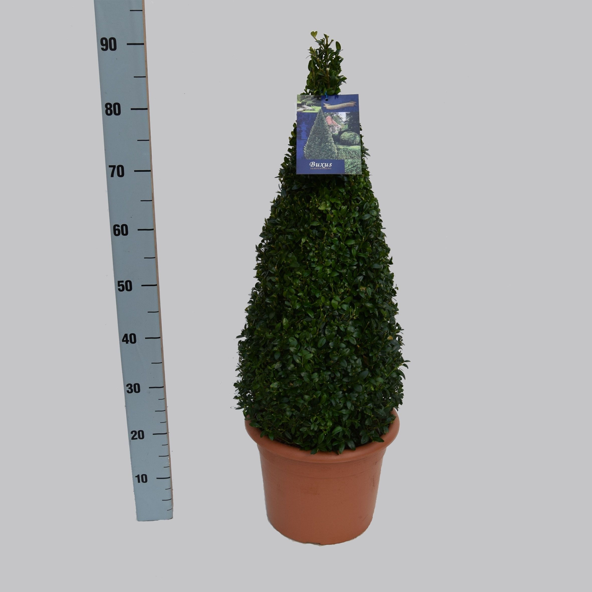 Buxus semp. 60-70cm, D 30 cm