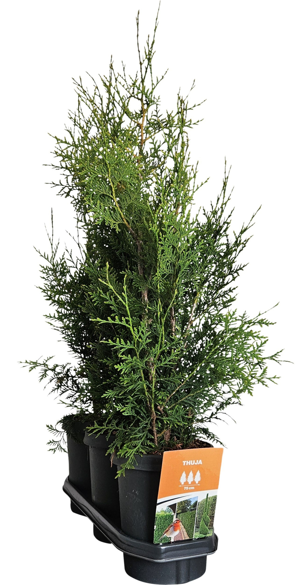 Hedgeline Thuja occidentalis (King of) Brabant C4, D 21 cm