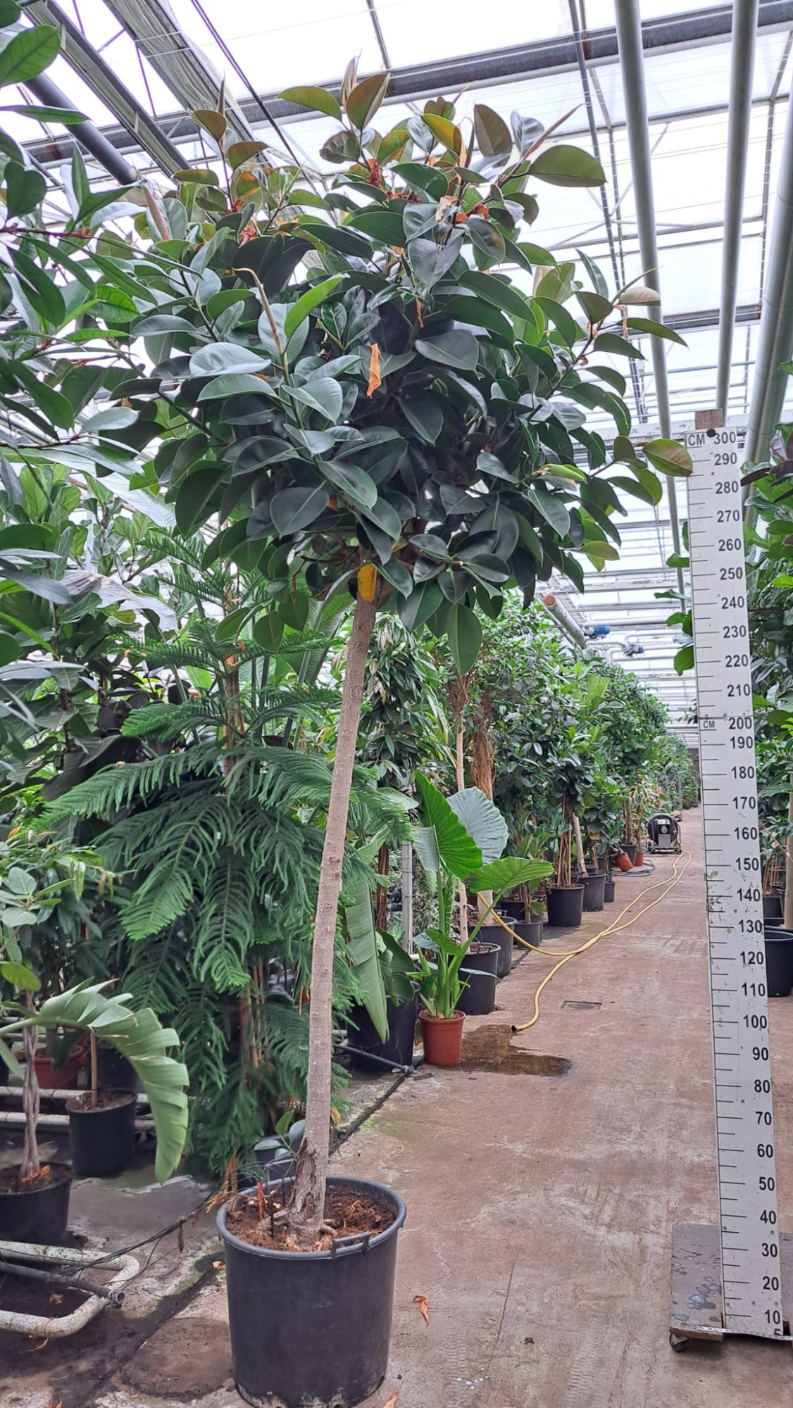 Ficus Elastica Robusta stam XXXL, D 55 cm