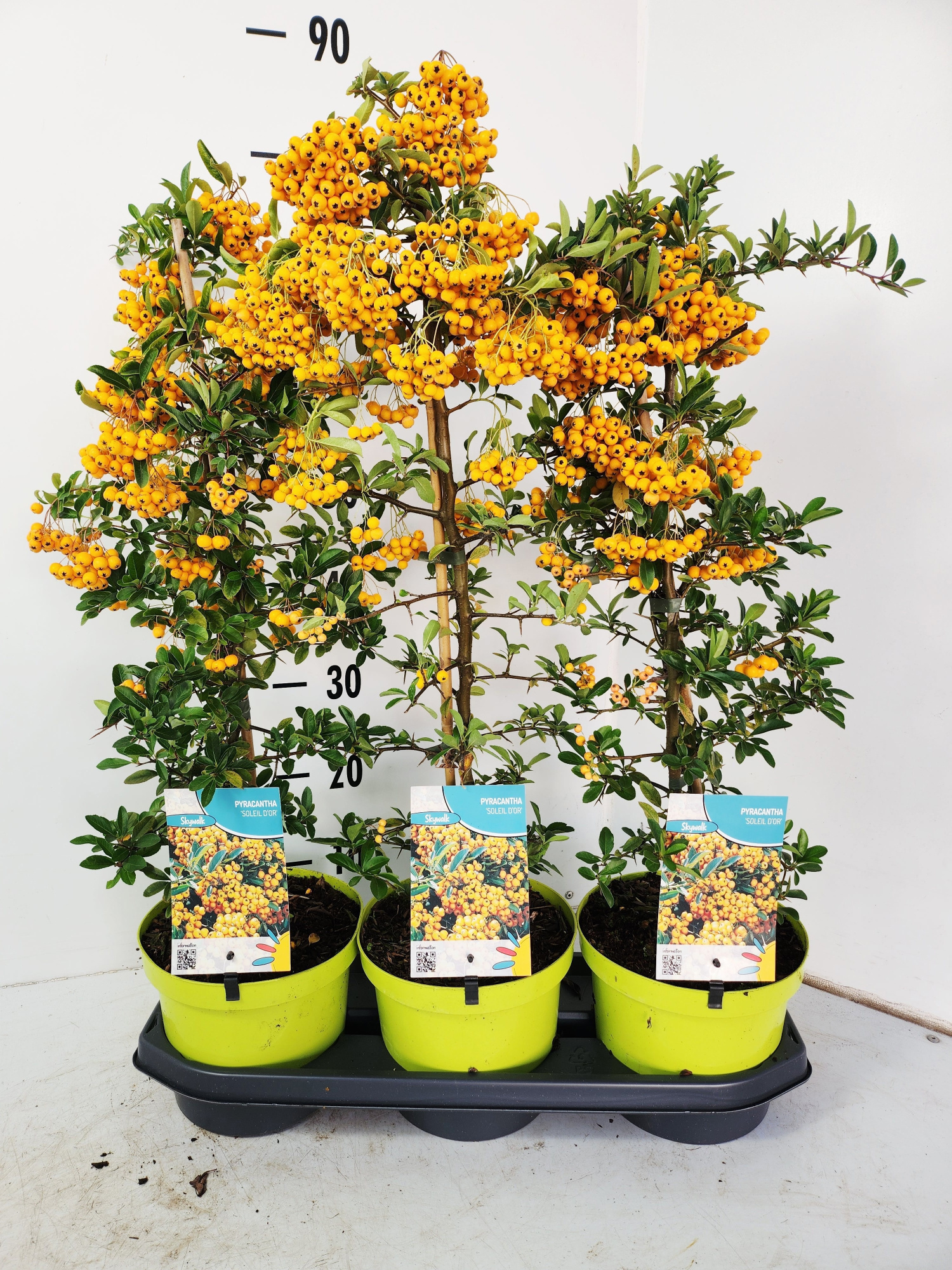 pyracantha soleil d'Or, D 19 cm
