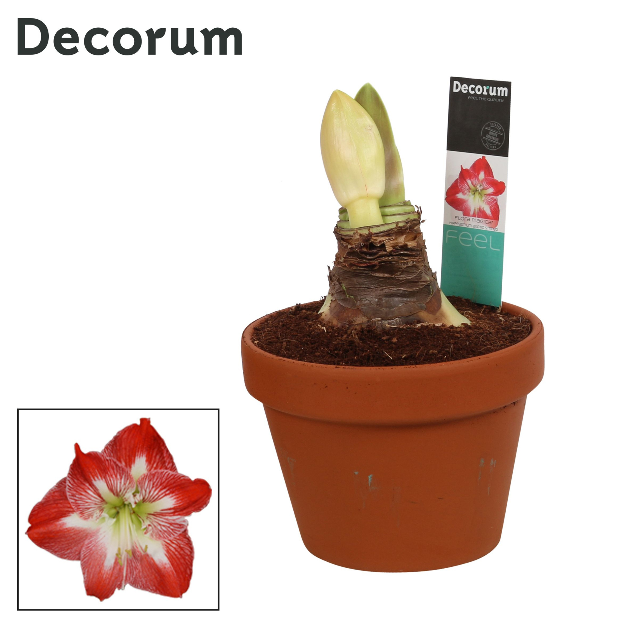 Amaryllis Exotic Striped 2 Knop Terracotta Steen OP (Decorum), D 17 cm