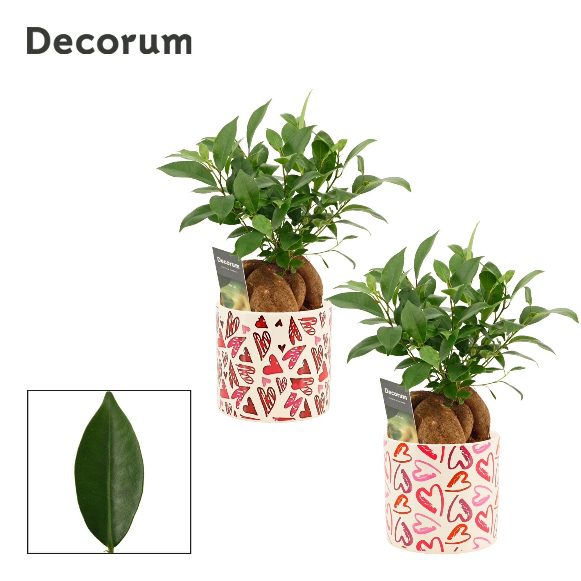 Ficus Ginseng 12 cm Retusa in Julia (Deco-collection), D 12