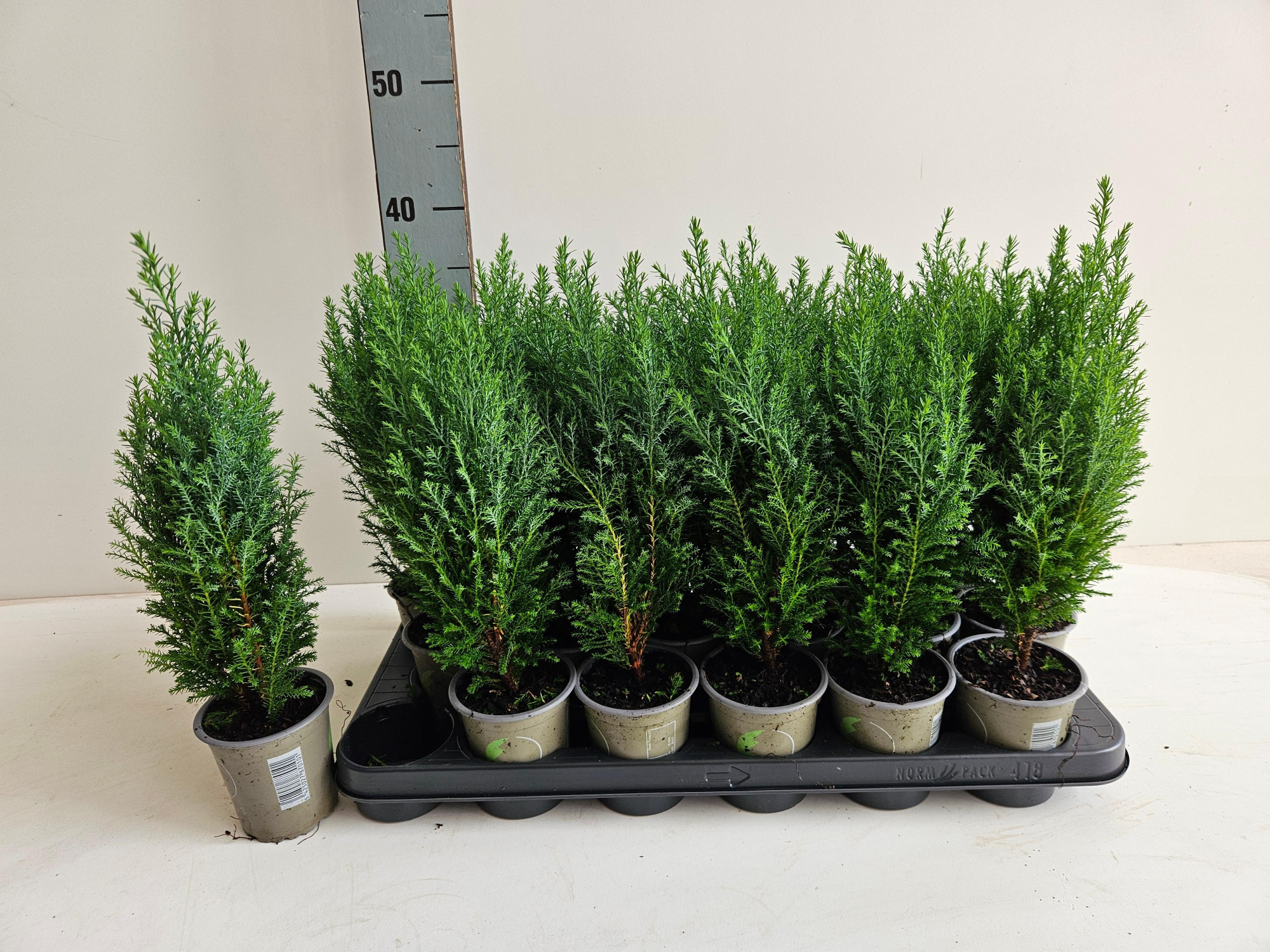 Chamaecyparis lawsoniana 'Ellwoodii', D 9 cm