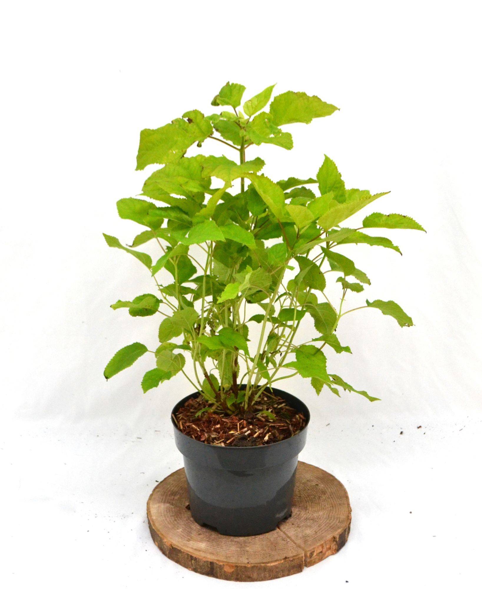 Hydrangea arborescens 'Annabelle' C3 30-40, D 19 cm