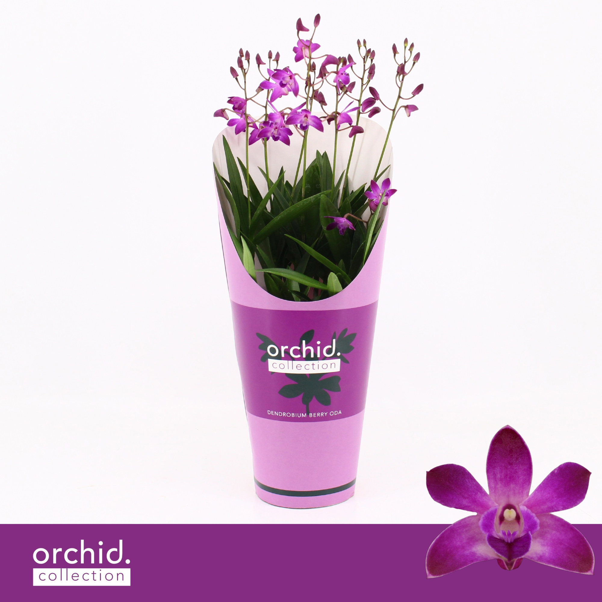 Dendrobium, Berry Oda 6+ spike 'Orchid Collection' Potcover, D 12