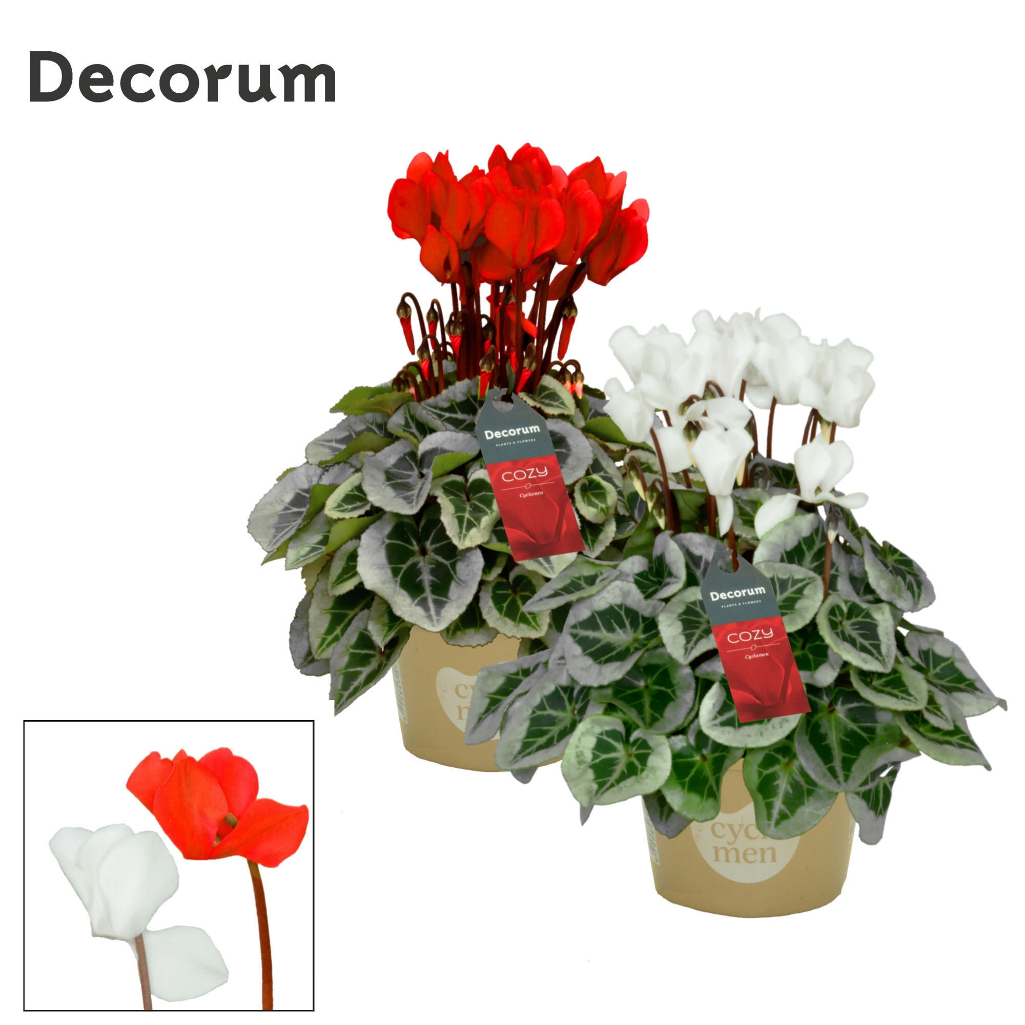 Cyclamen SS Picasso Rood-Wit Mix Cozy, D 11 cm