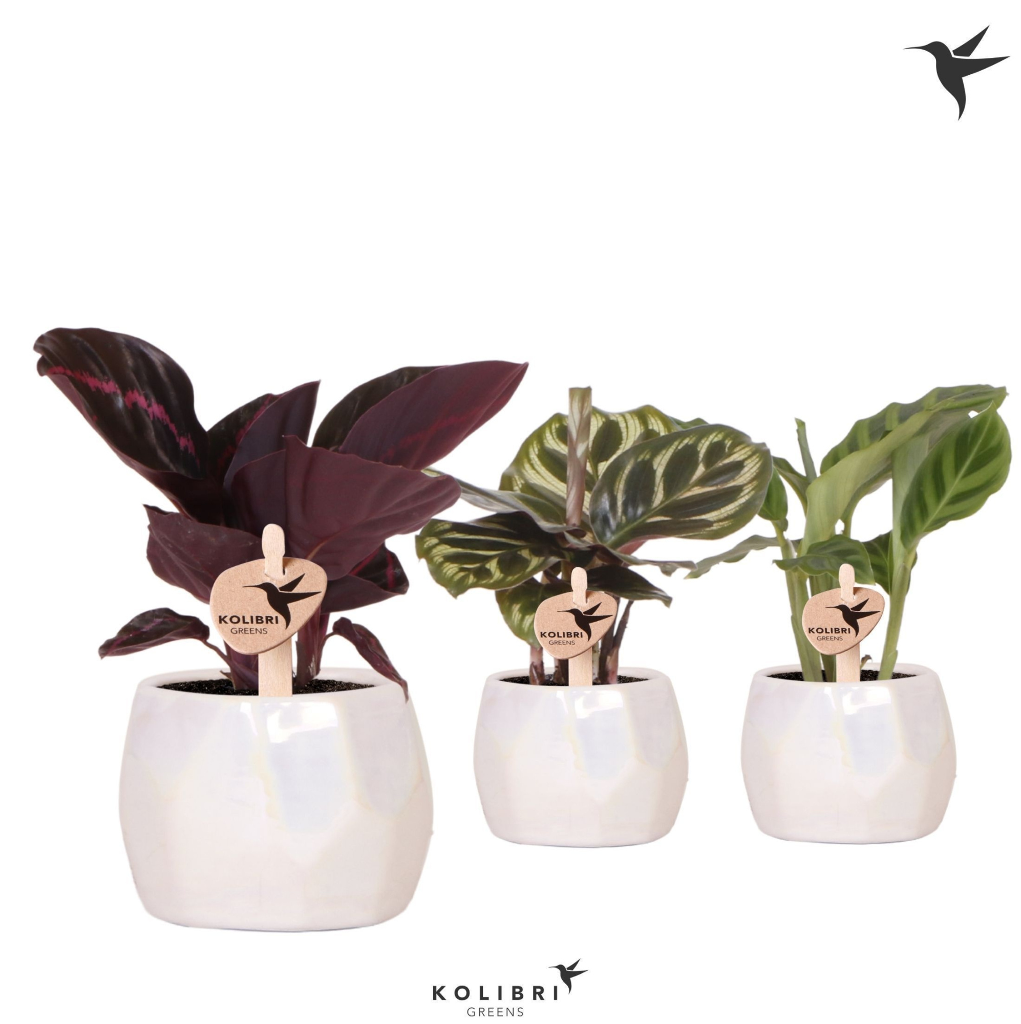 Kolibri Greens Calathea mix in Pearl pot travertine, D 6 cm