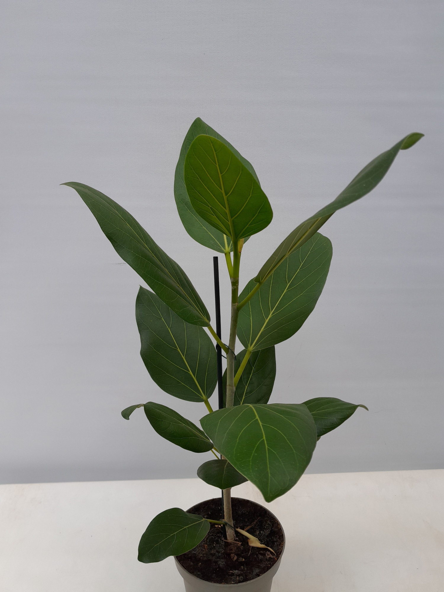 FICUS BENGHALENSIS 'AUDREY', D 12 cm