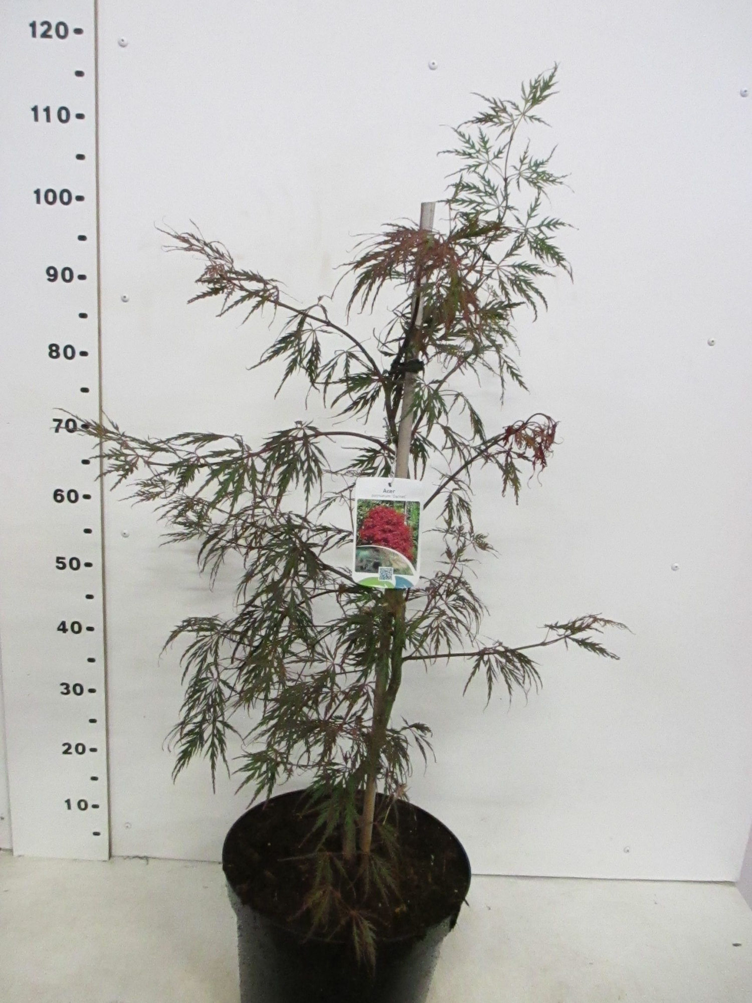 Acer palm. Garnet 50-60 P28, D 28 cm