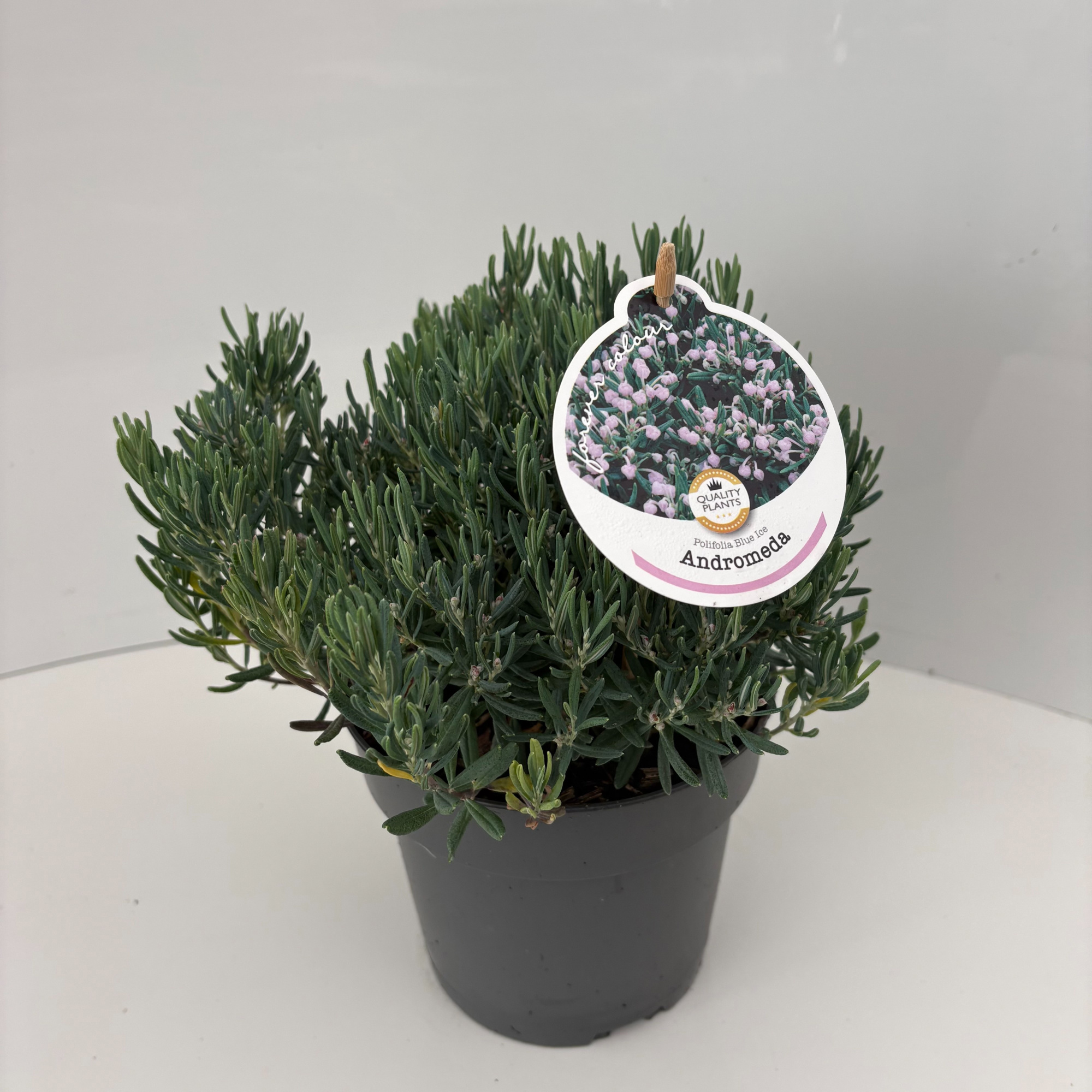 Andromeda polifolia 'Blue Ice', D 17 cm