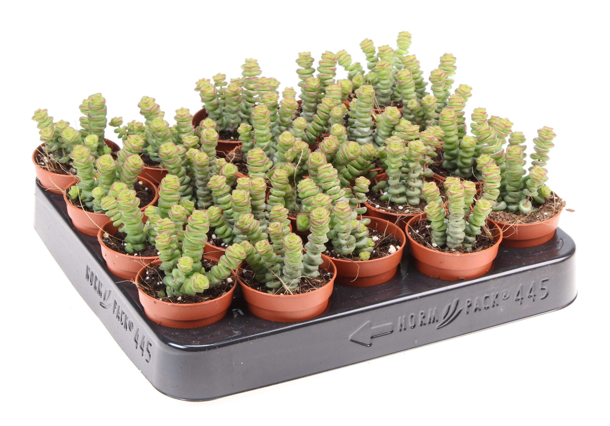 Crassula hottentot, D 5,5 cm