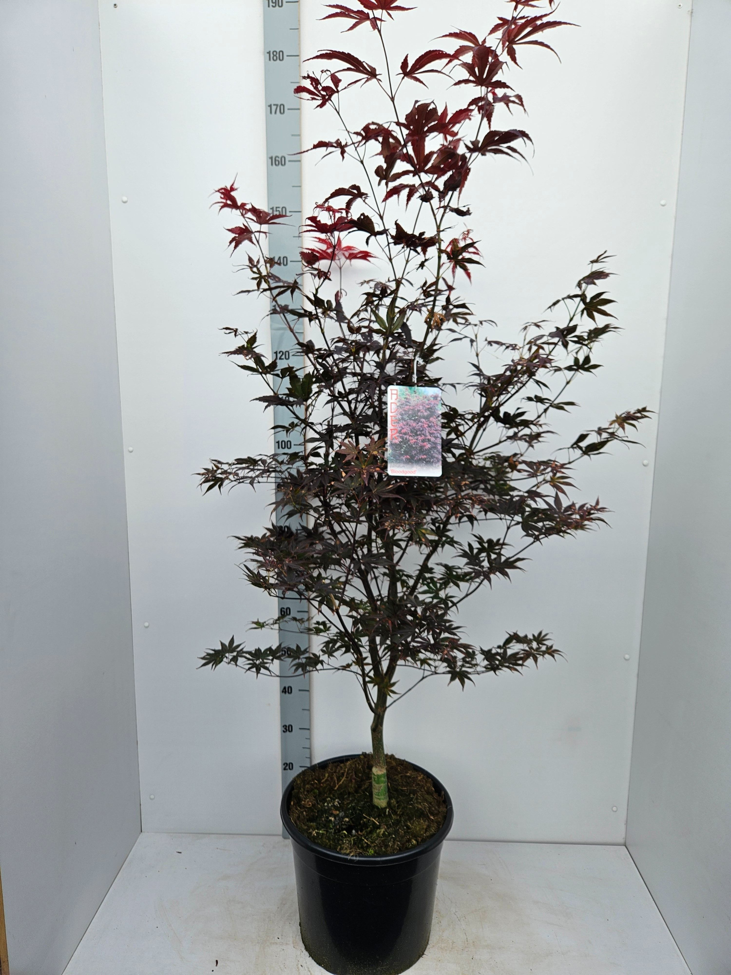 Acer palmatum 'Bloodgood', D 36 cm