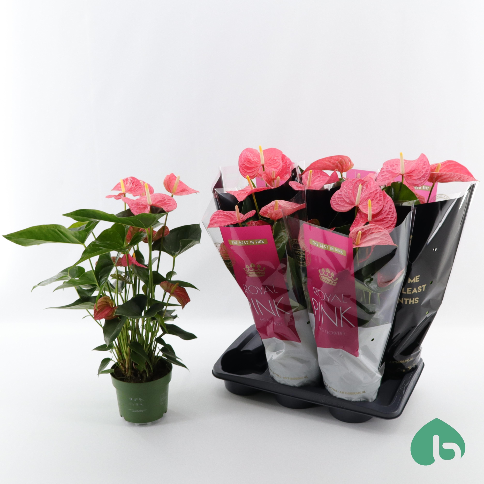 Anthurium Royal Pink ''Big Flowers'' Maine, D 17 cm