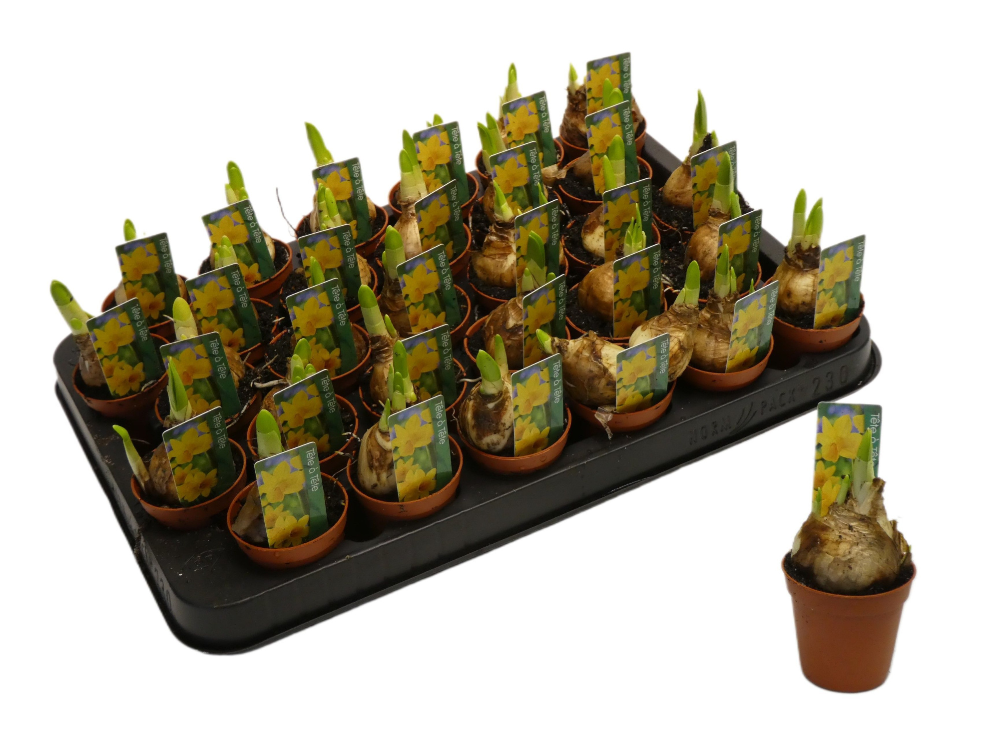 Narcissus Cyclamineus Grp 'Tete a tete', D 5