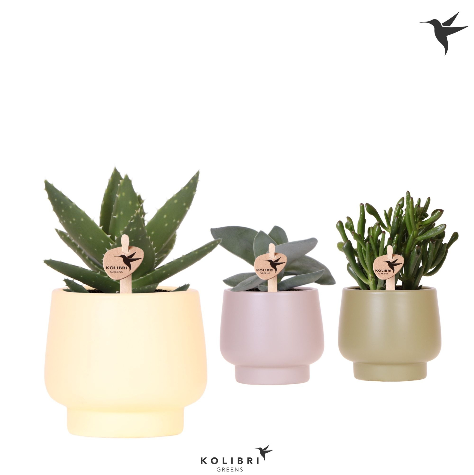 Kolibri Greens Succulenten mix in Scandic pot green mix, D 9 cm