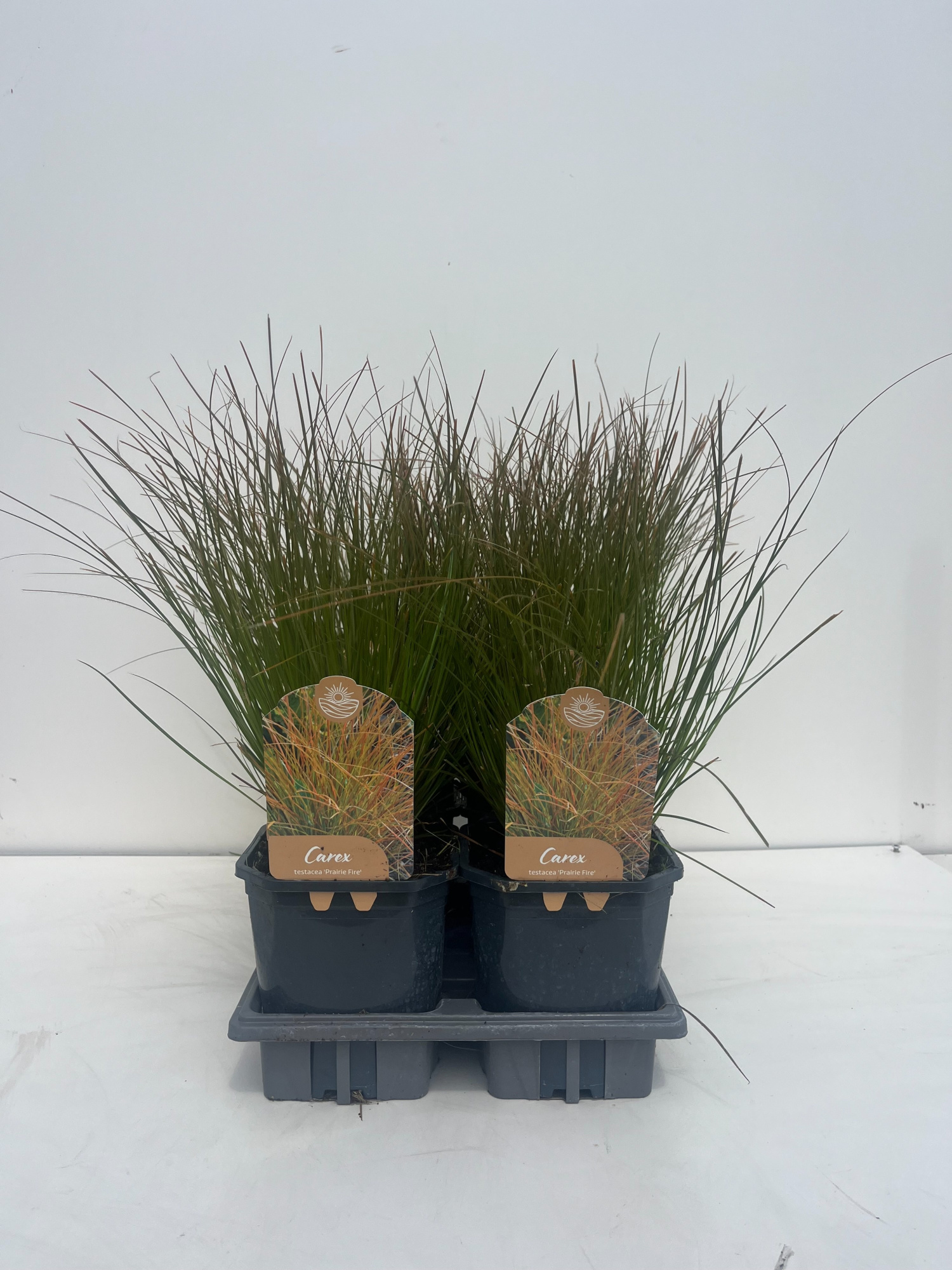 Carex Testacea Prairie Fire, D 17 cm