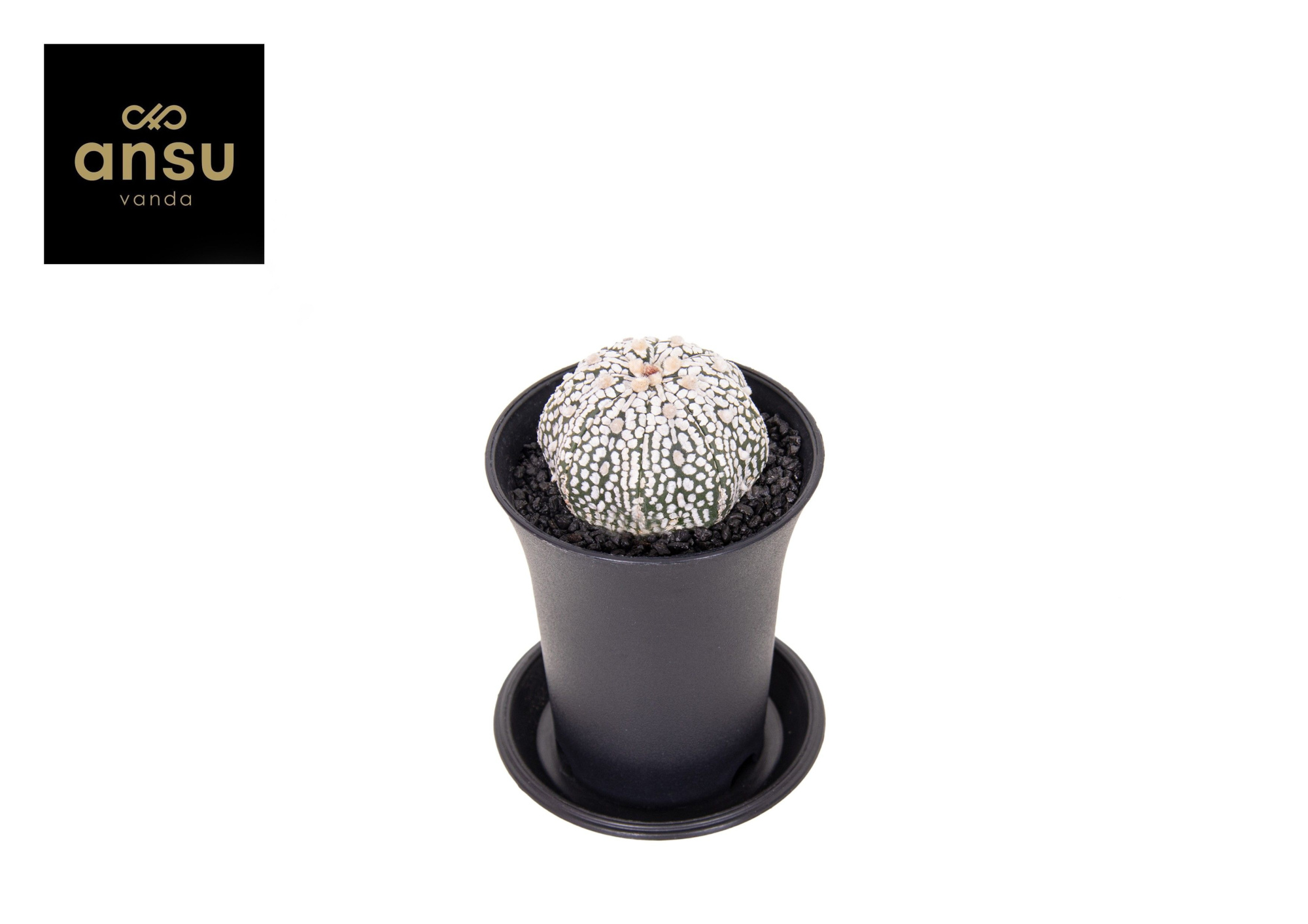 Astrophytum Asterias Super Kabuto, D 7,5 cm