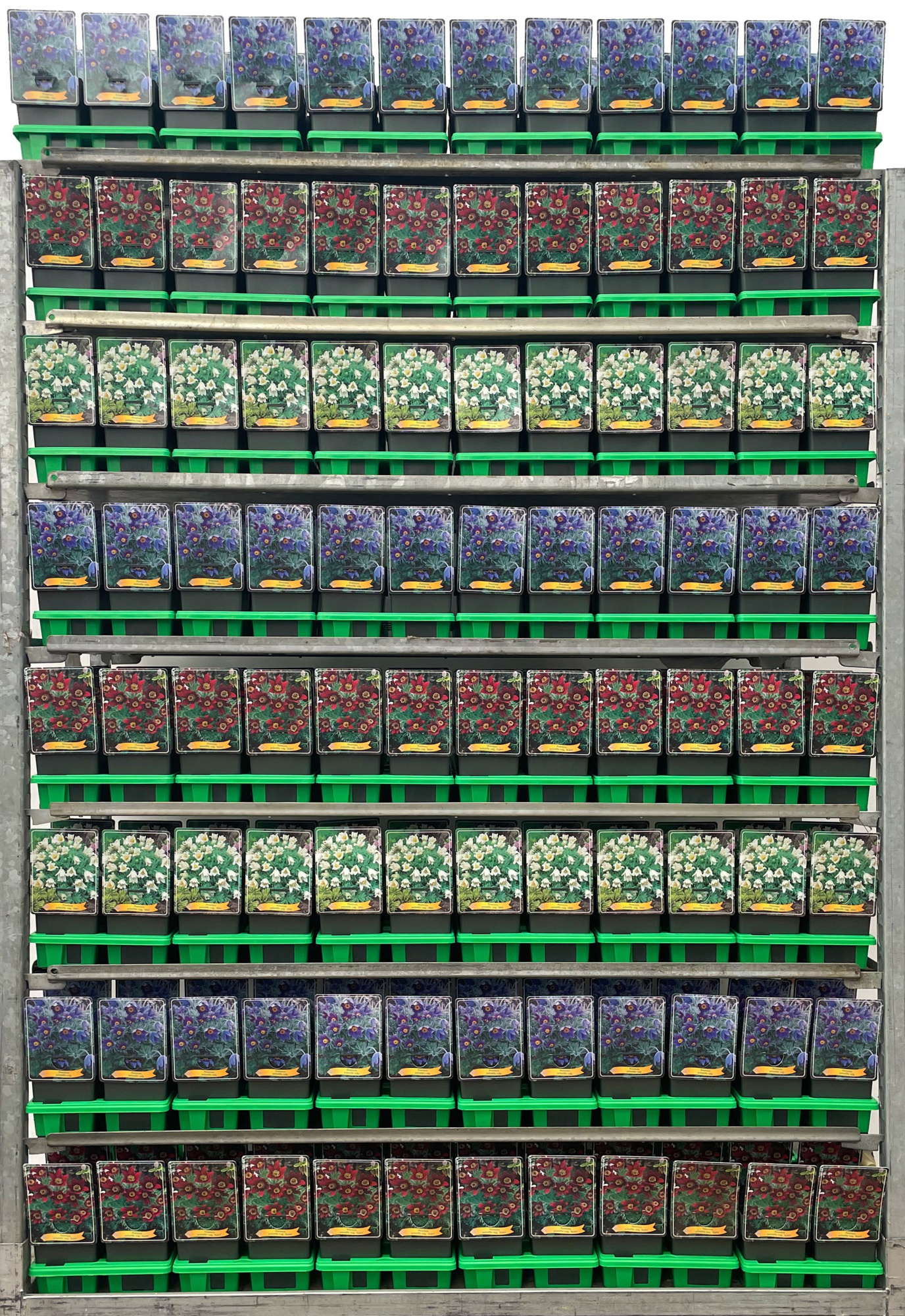 Pulsatilla vulgaris Mix CC P11, D 11