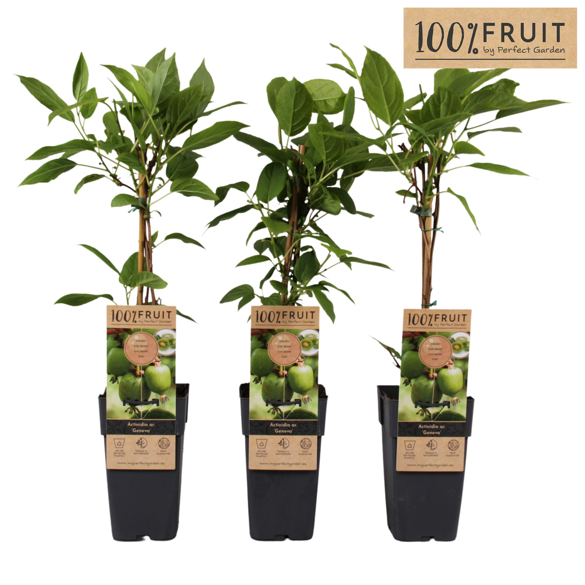 Actinidia arguta Geneva P15, D 15 cm