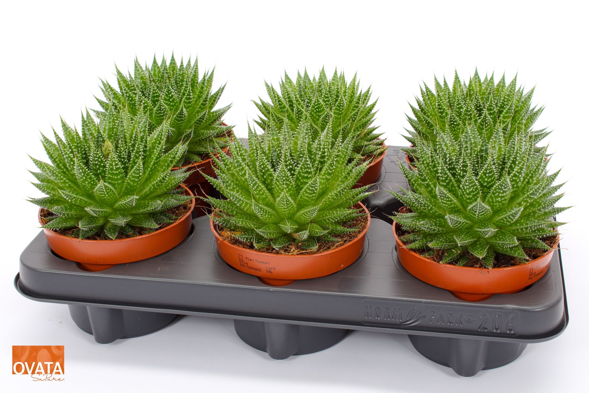 Aloe aristata magic 12 ROCKS, D 12 cm