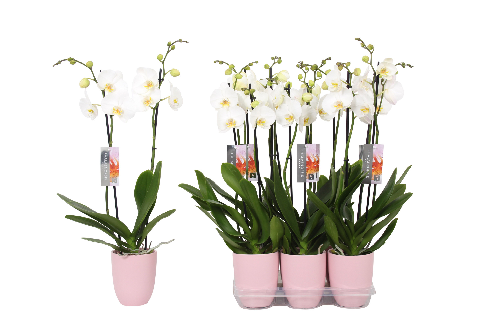 Phalaenopsis White, 2-spike Pink Ceramics, D 12 cm