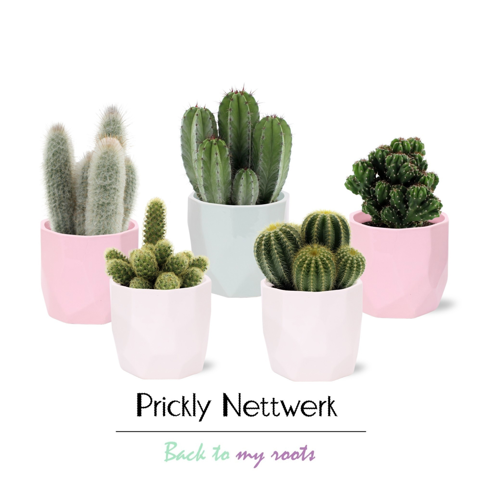 Cactus 12 cm in gekleurde Vlakken pot, D 13