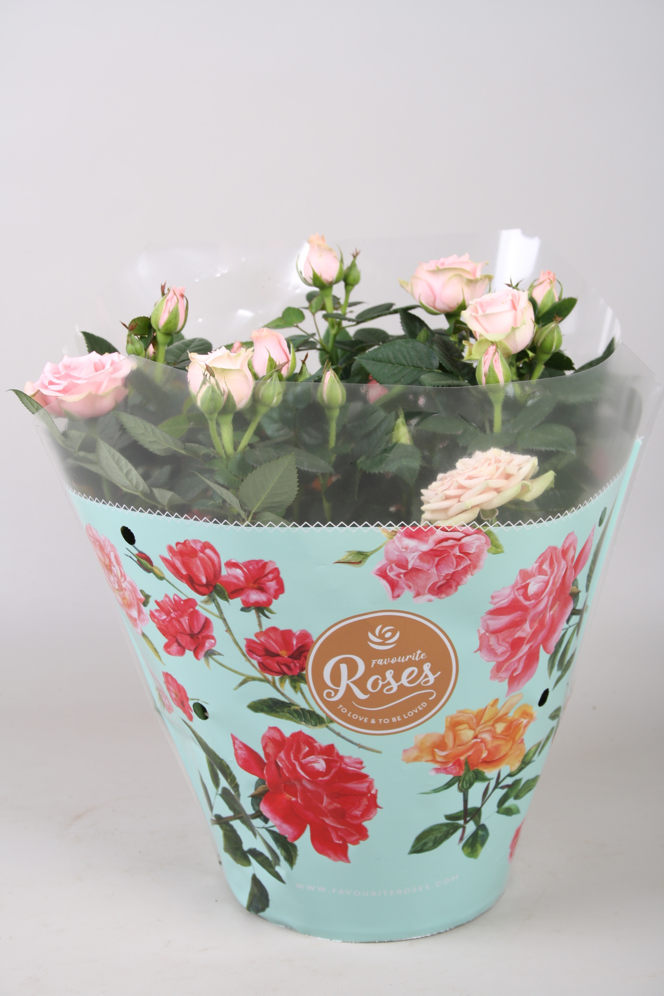 Rosa Favourite Roses light pink schaal +seizoenshoes, D 20 cm