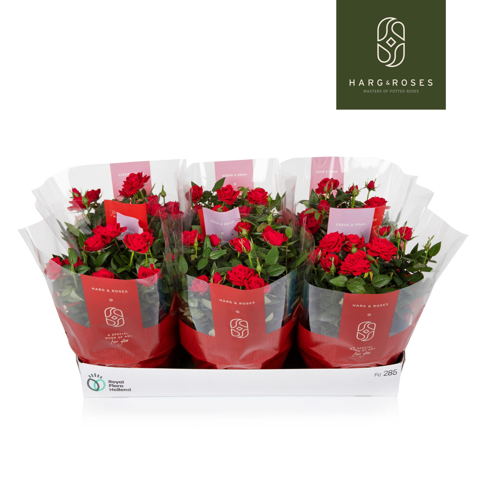 Rosa Kordana Apache Schaal (Rood), D 21