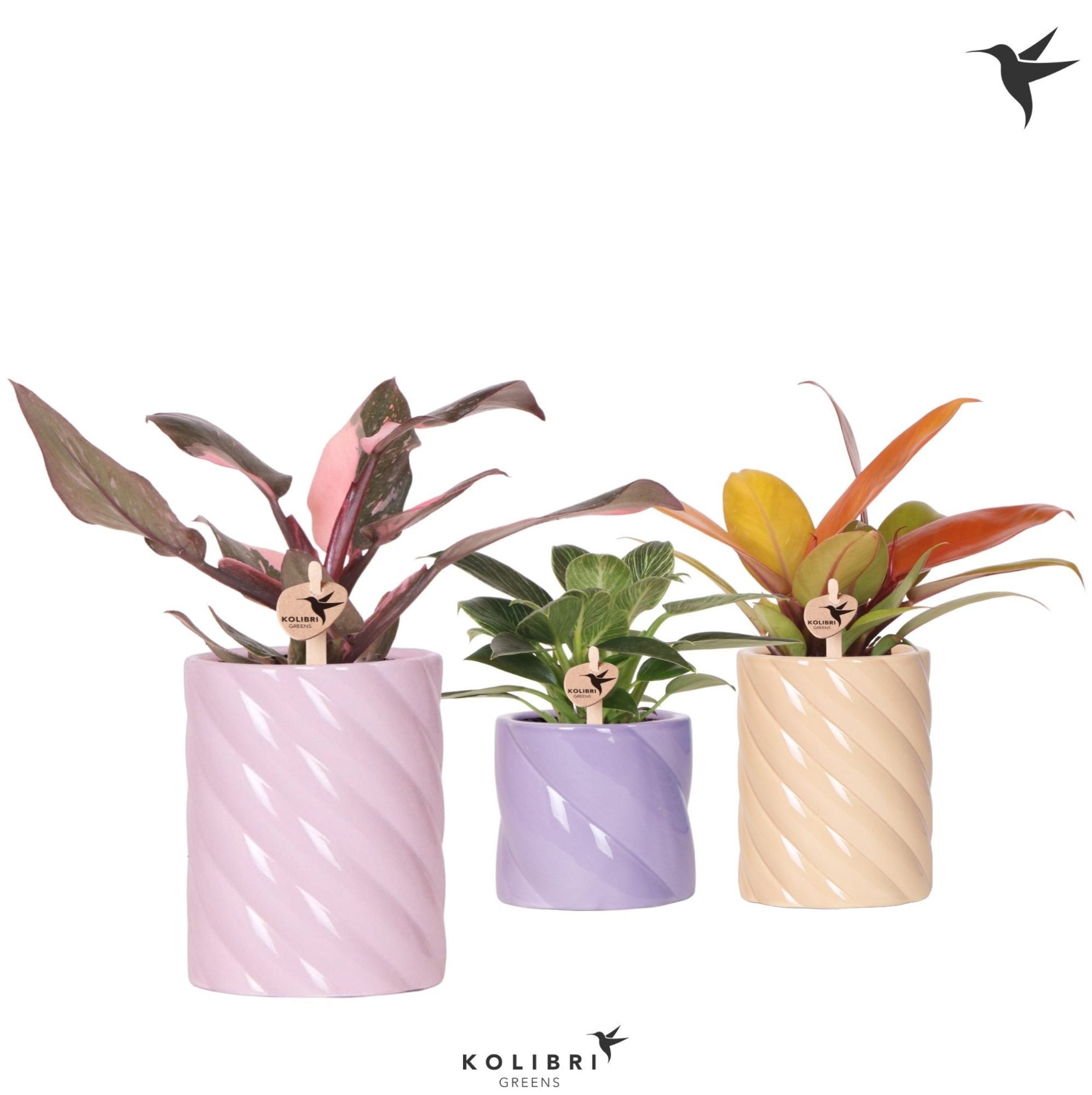 Kolibri Greens Philodendron mix in Candy pot pink mix, D 9