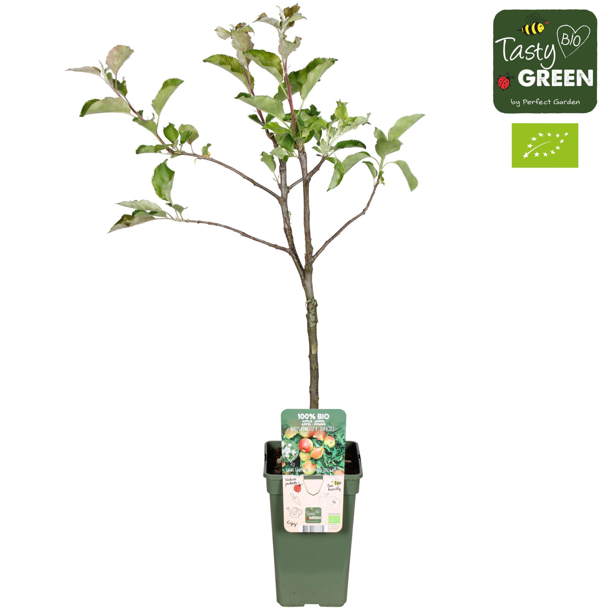 Malus domestica Jonagold Bio P19, D 19 cm