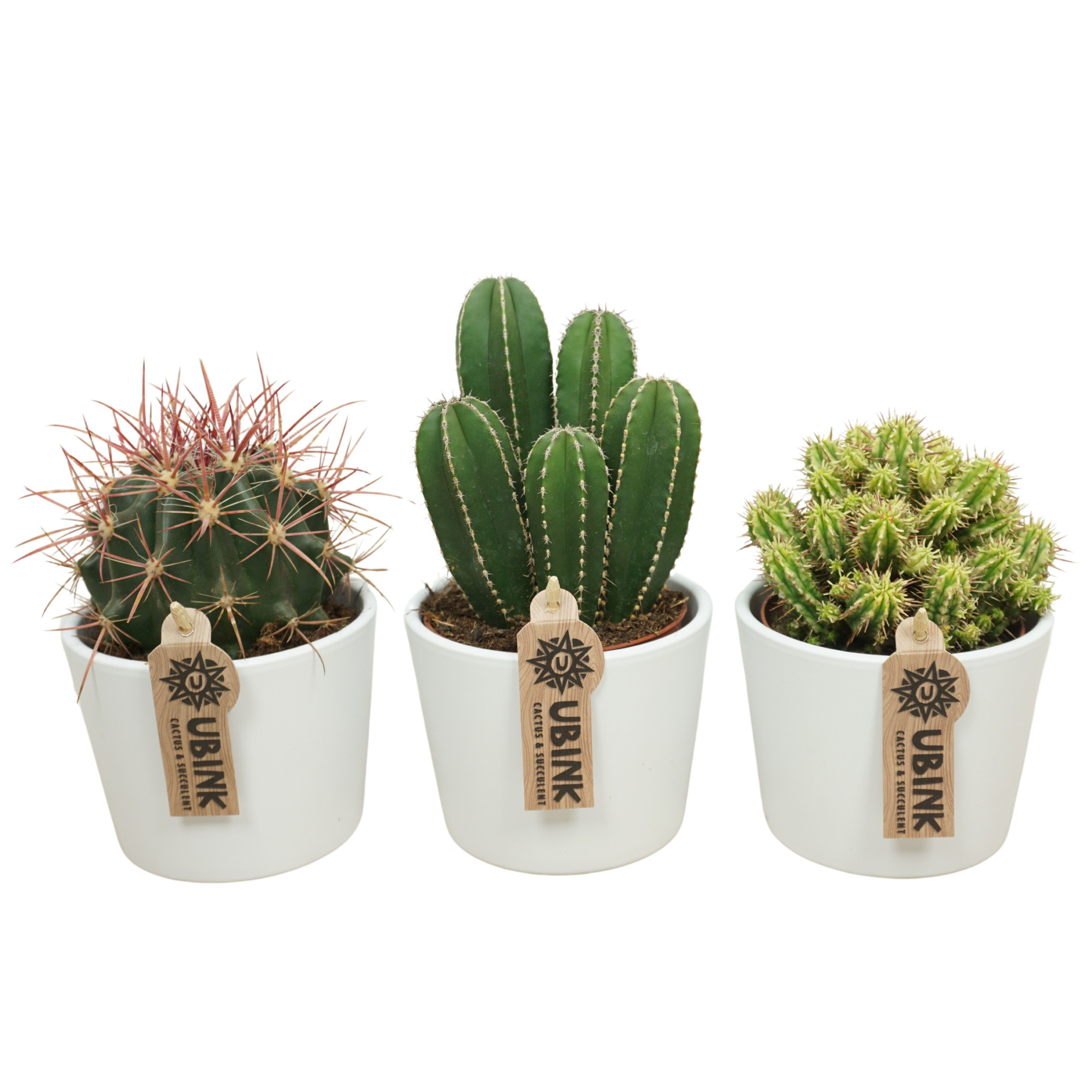 Cactus mix in 12 cm 'Witte Pot', D 10,5