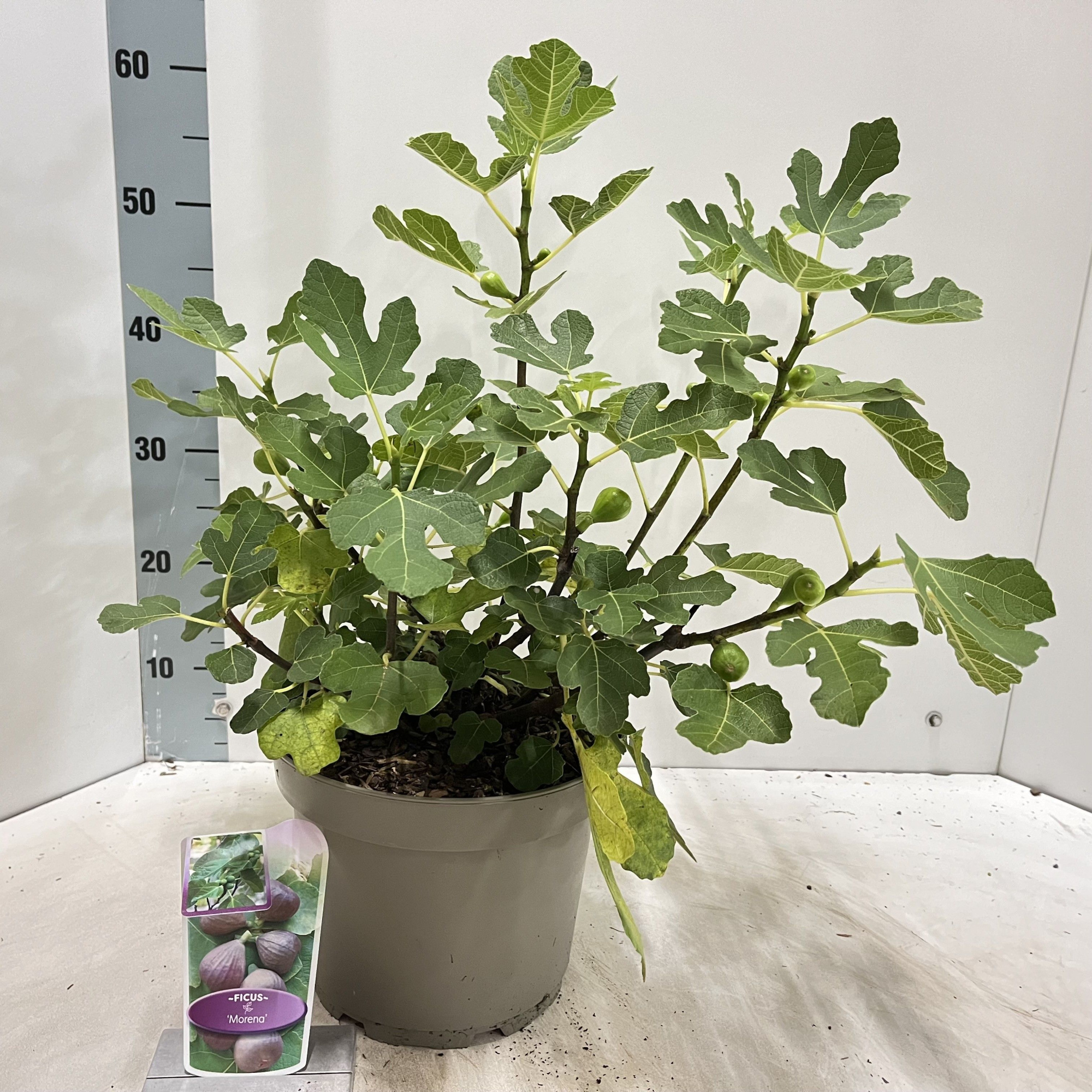 Ficus carica 'Morena', D 23 cm