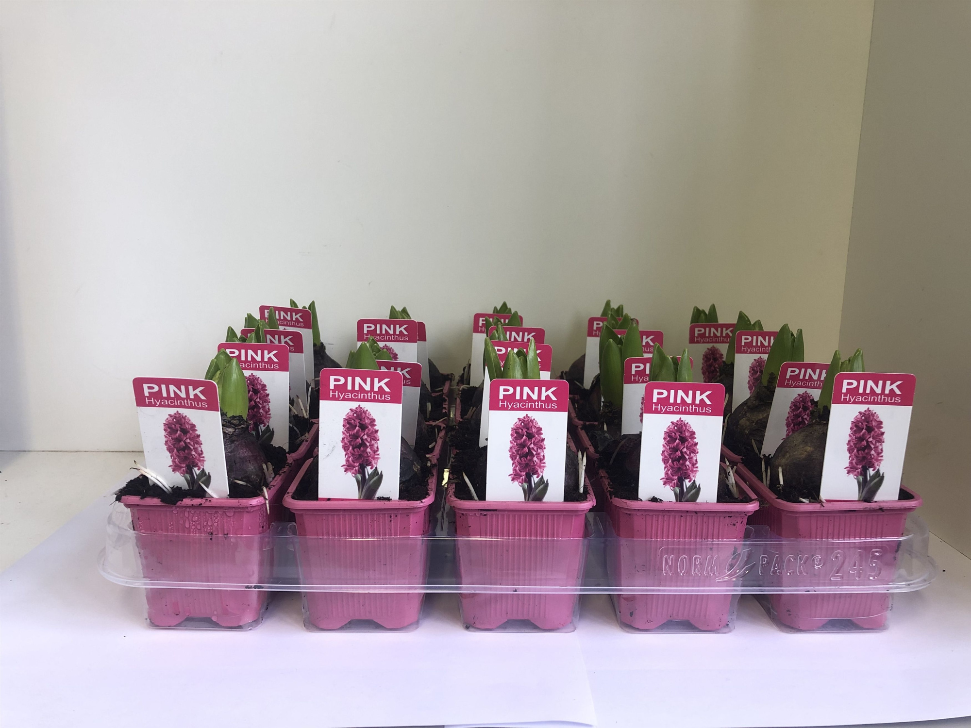 Hyacint Pink Pearl met etiket, D 7 cm