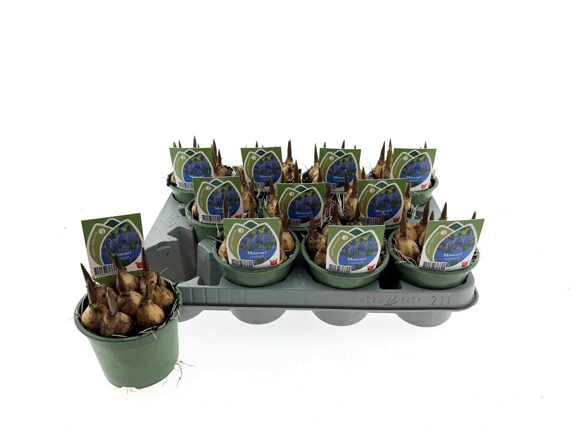 Muscari Lindsay 10cm, D 10