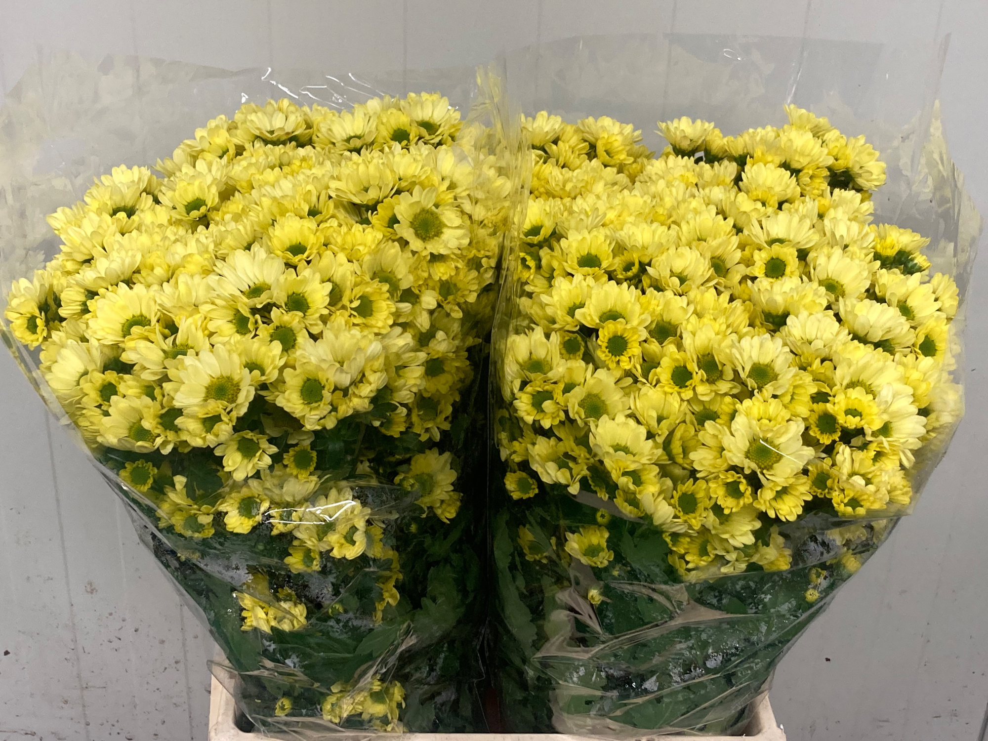 Сантини Росси Крем, шт.