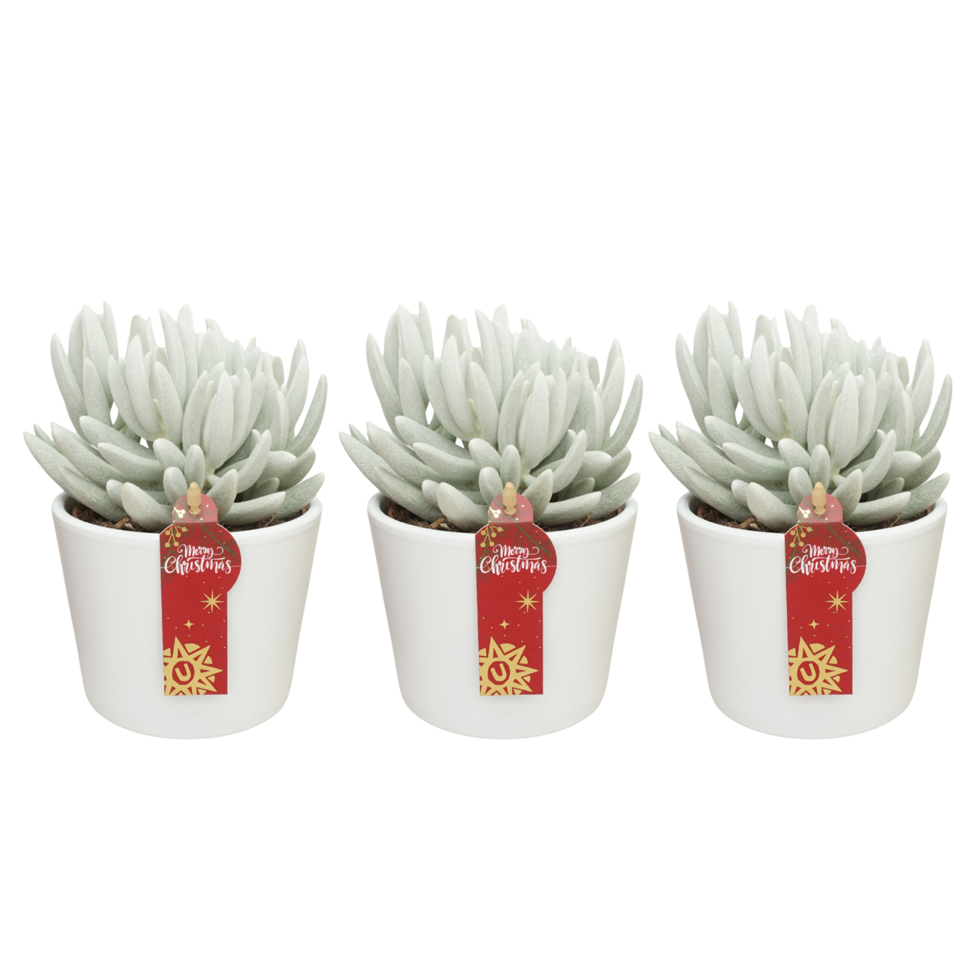 Senecio Mont Blanc 'natural' in 12 cm Witte Kerst pot, D 10,5