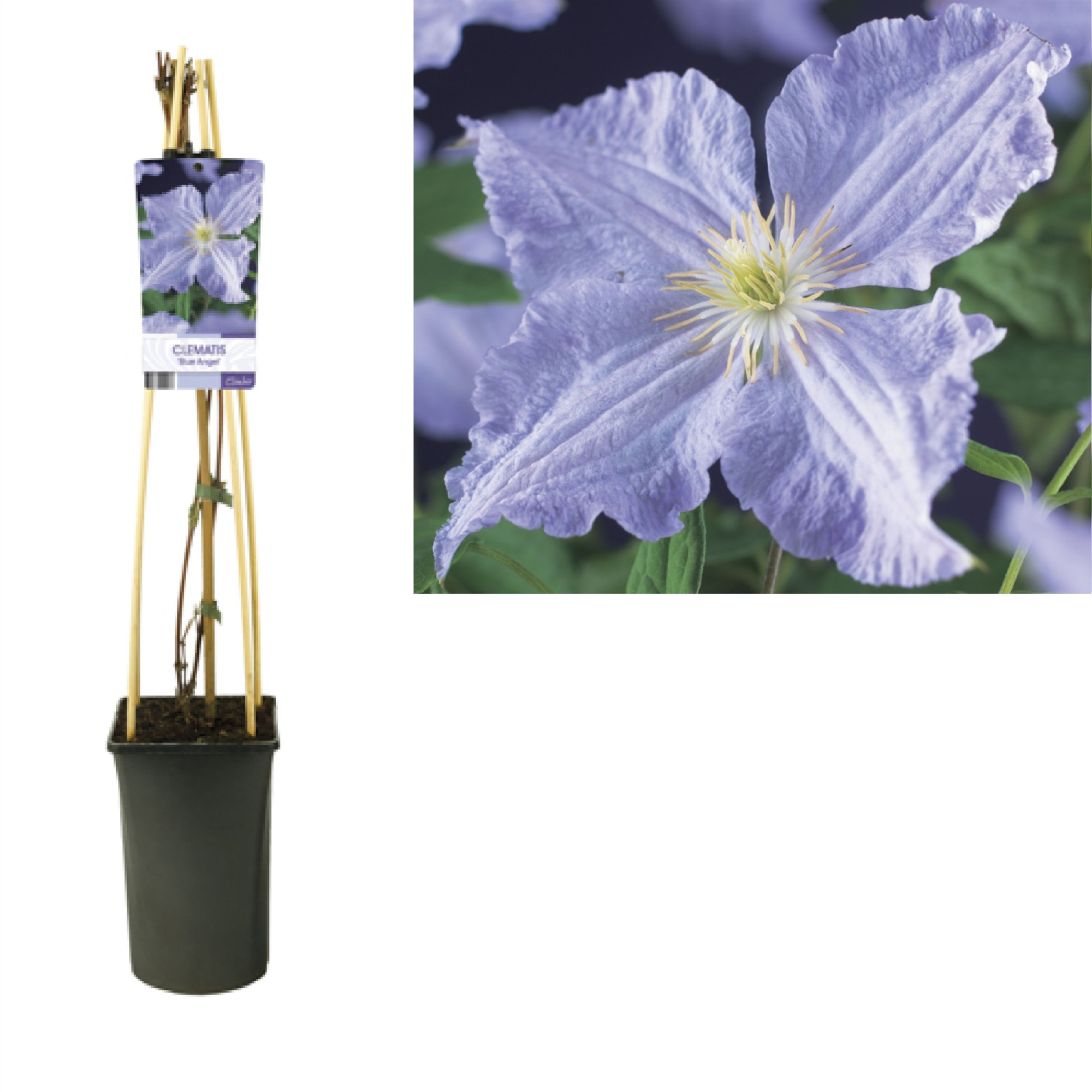 Clematis 'Blue Angel' +light label, D 17 cm