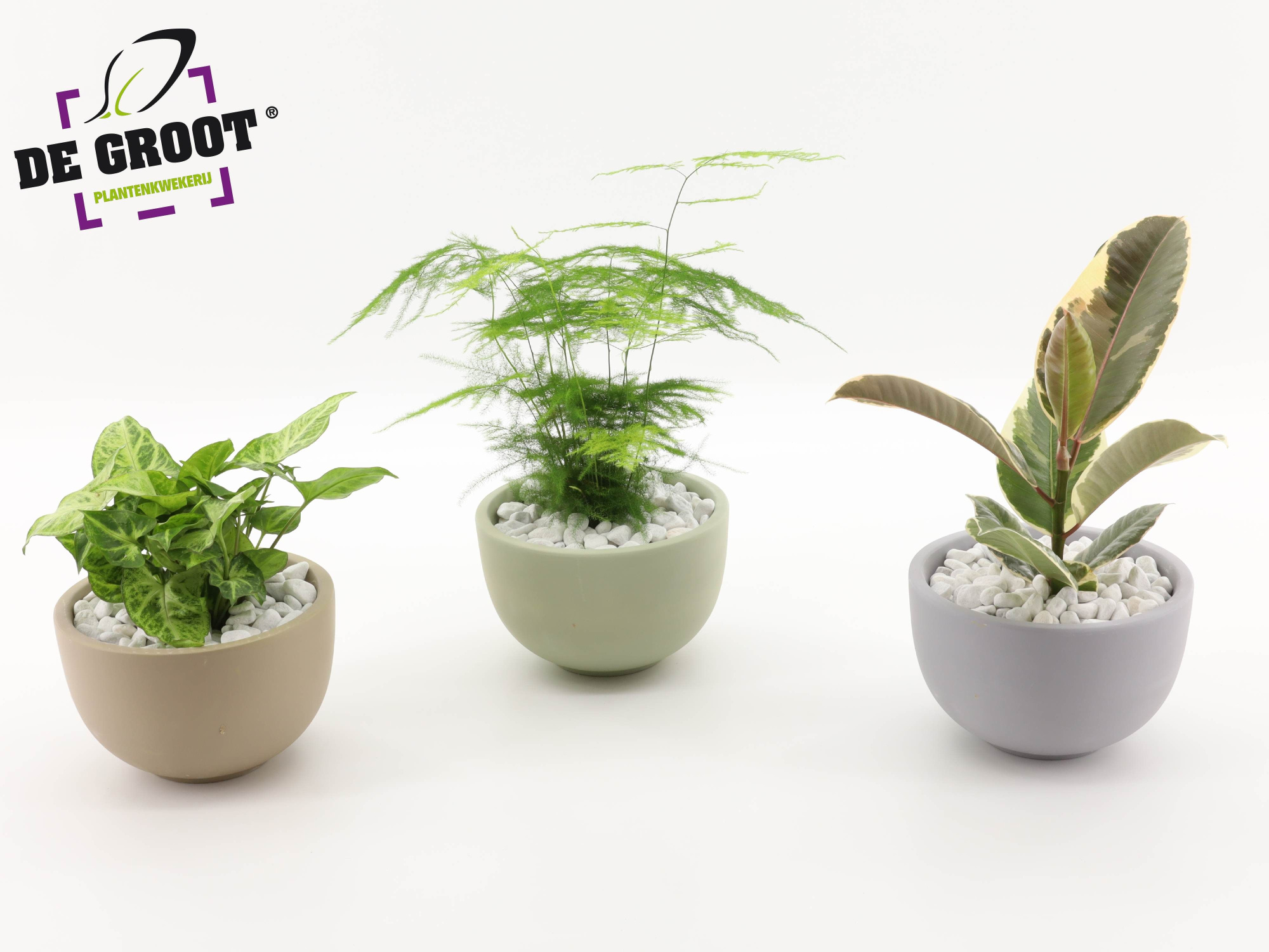 Arrangement gemengd in schaal, D 19 cm