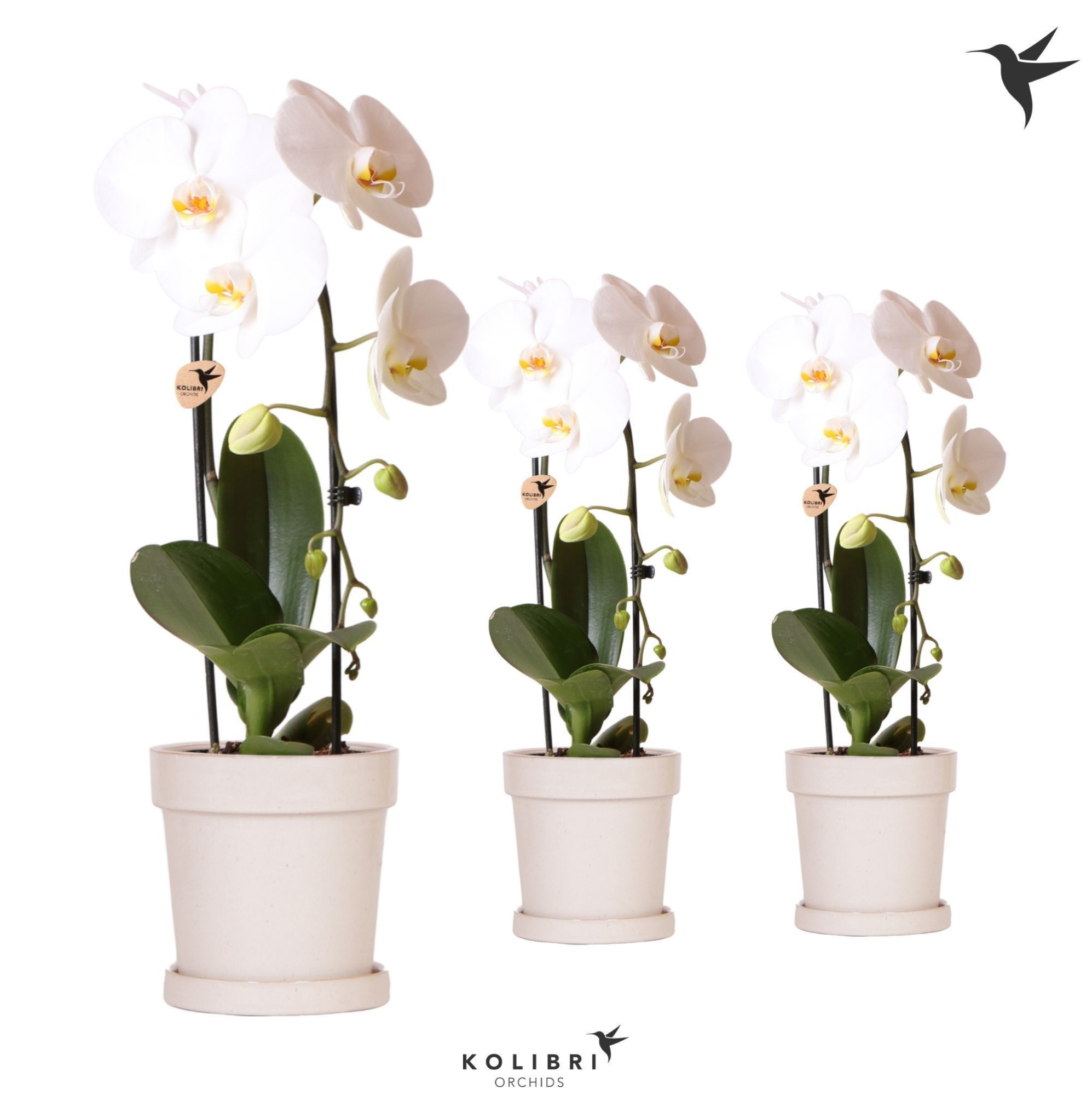 Kolibri Orchids Cascade Niagara Fall white 1 spike in Flower pot sand, D 12 cm