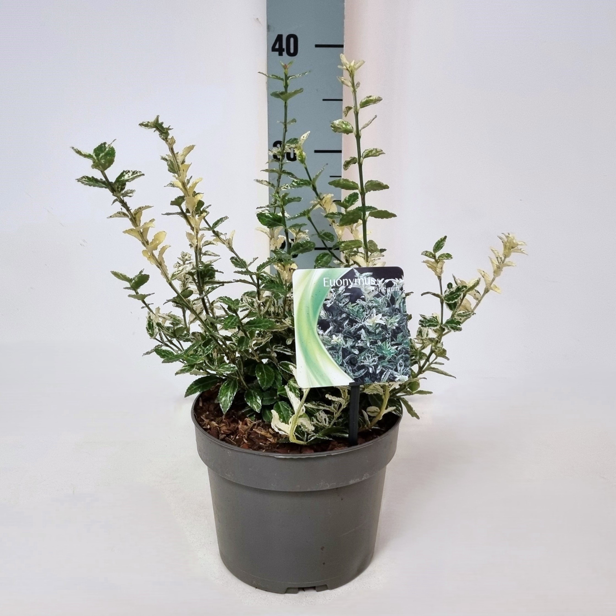 Euonymus fort. 'Harlequin' P17, D 17