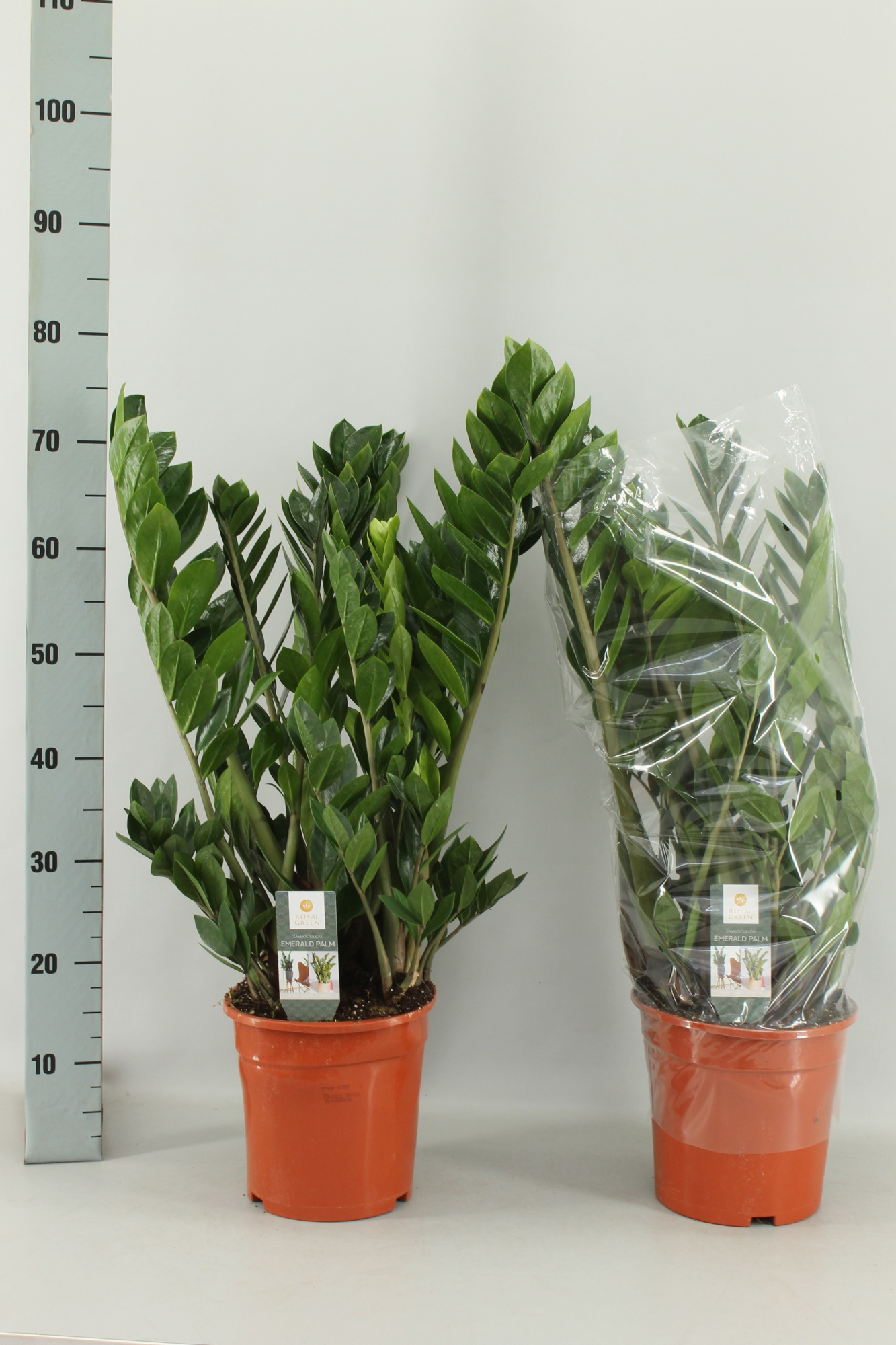Zamioculcas 21cm, D 21